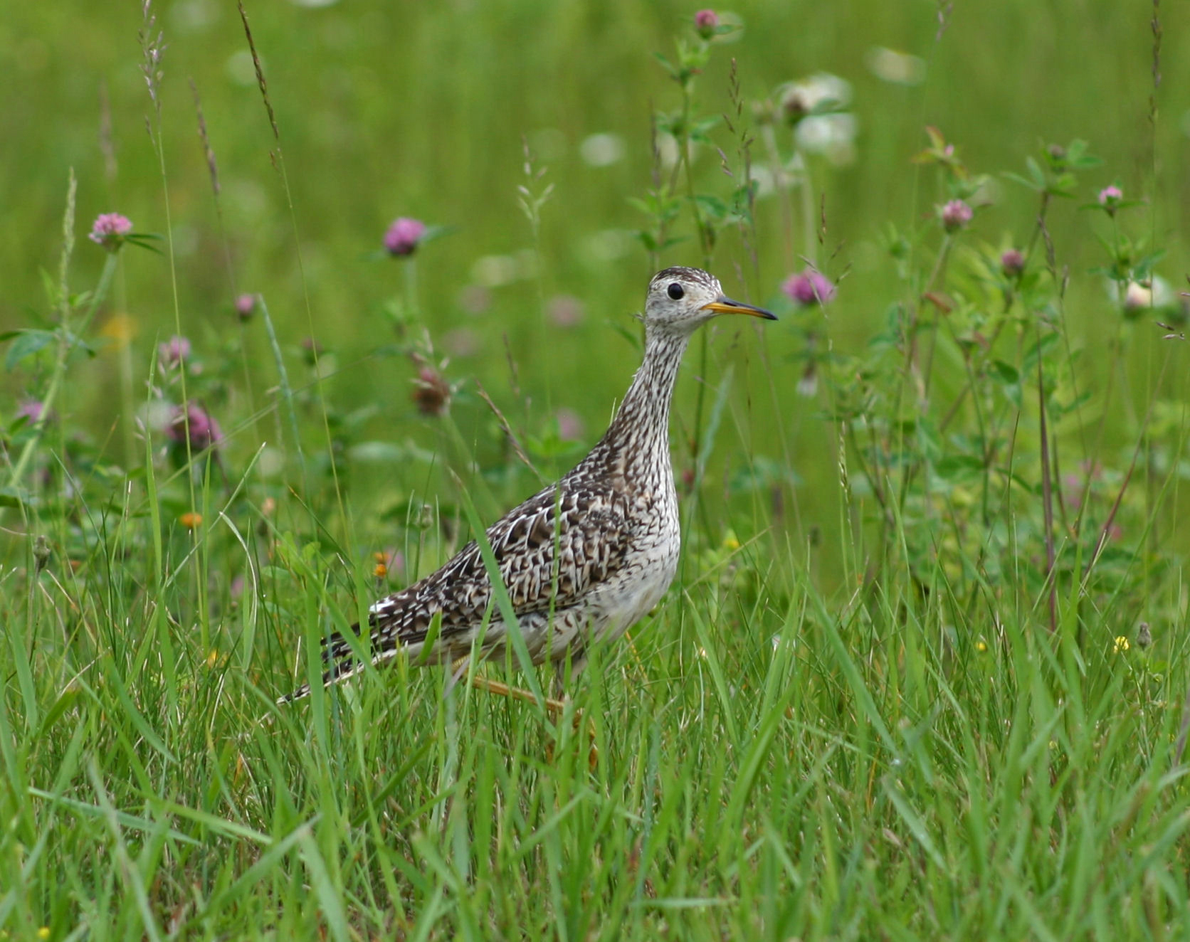 Sandpiper emerges from green cover at Aroostook National Wildlife Refuge