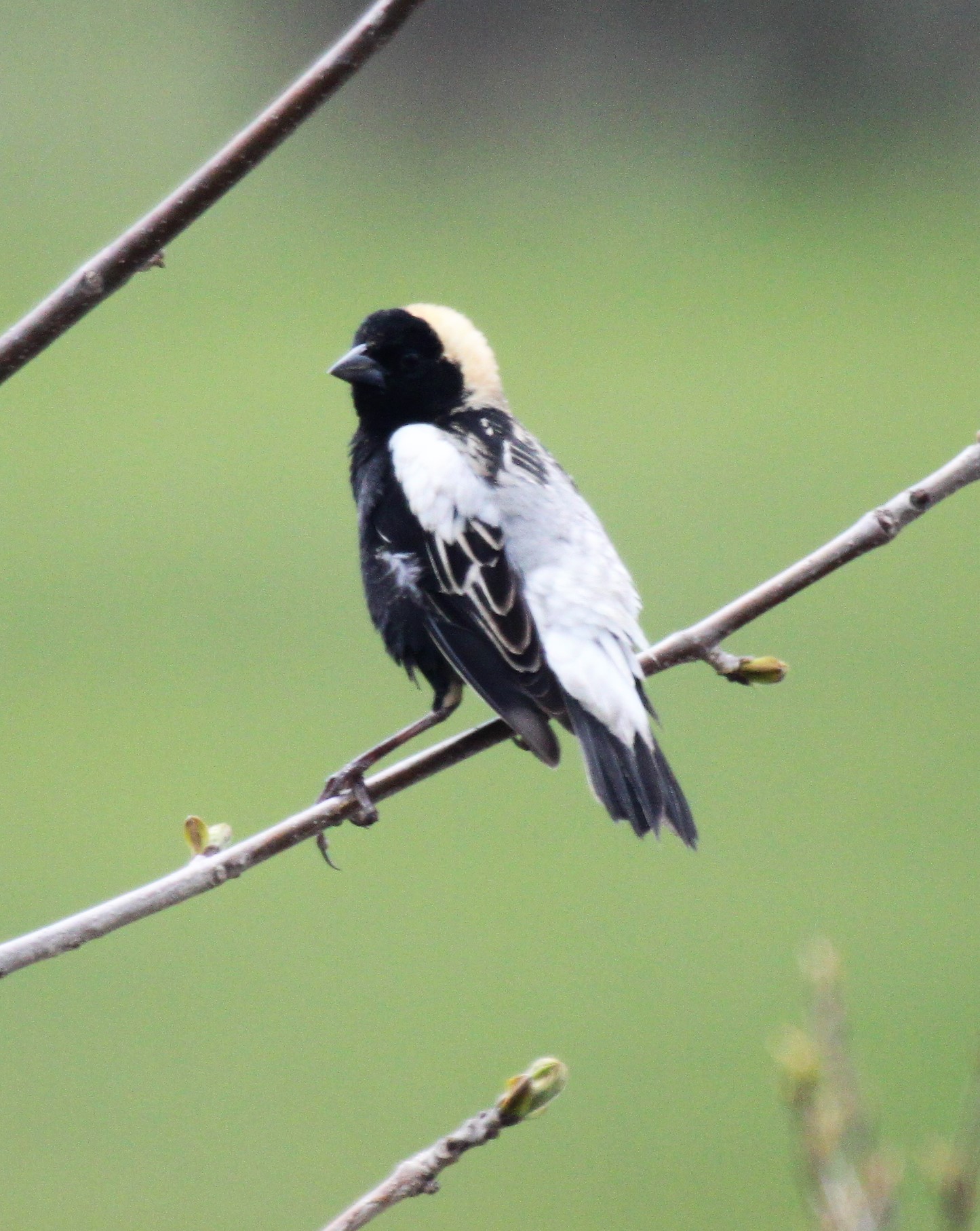 Male bobolink perched on tree branch