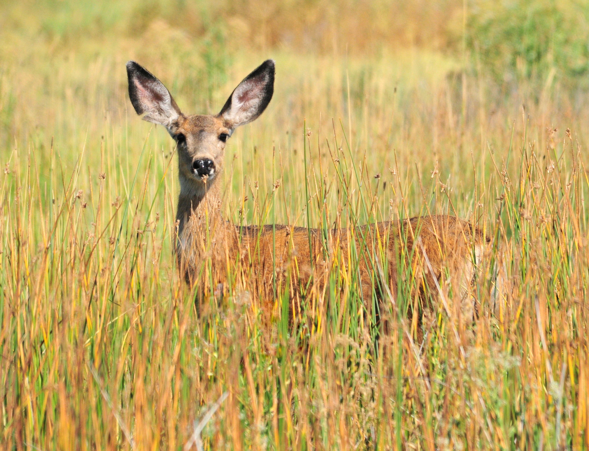 Mule Deer Doe on Seedskadee National Wildlife Refuge