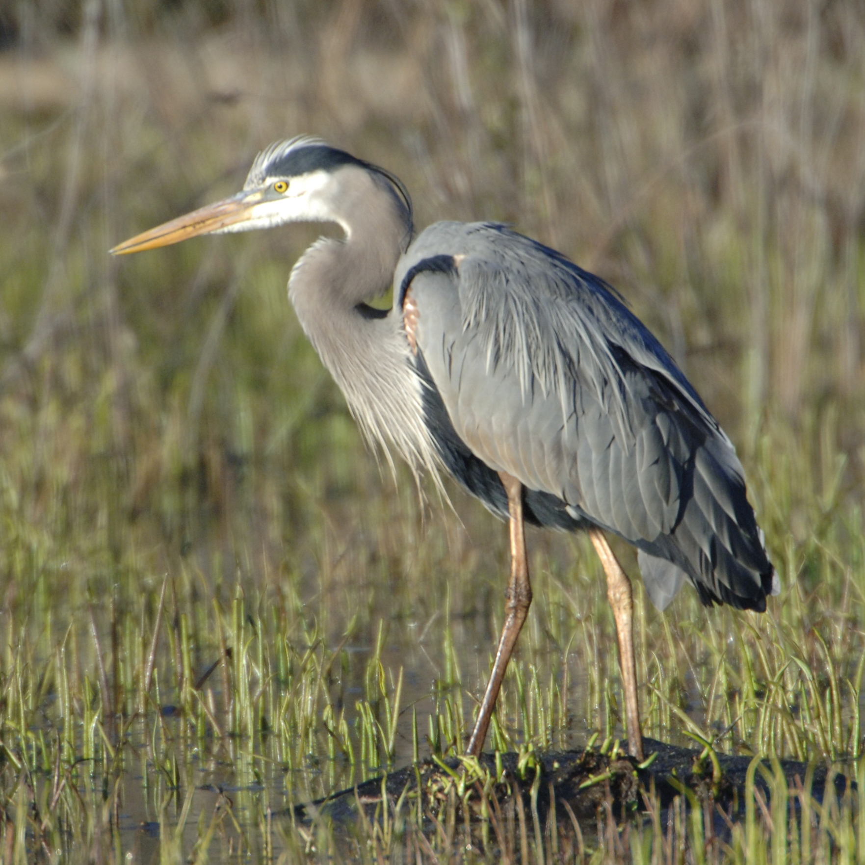 A great blue heron with grey, black and white feathers and a yellow beak stands among short grasses submerged in water.