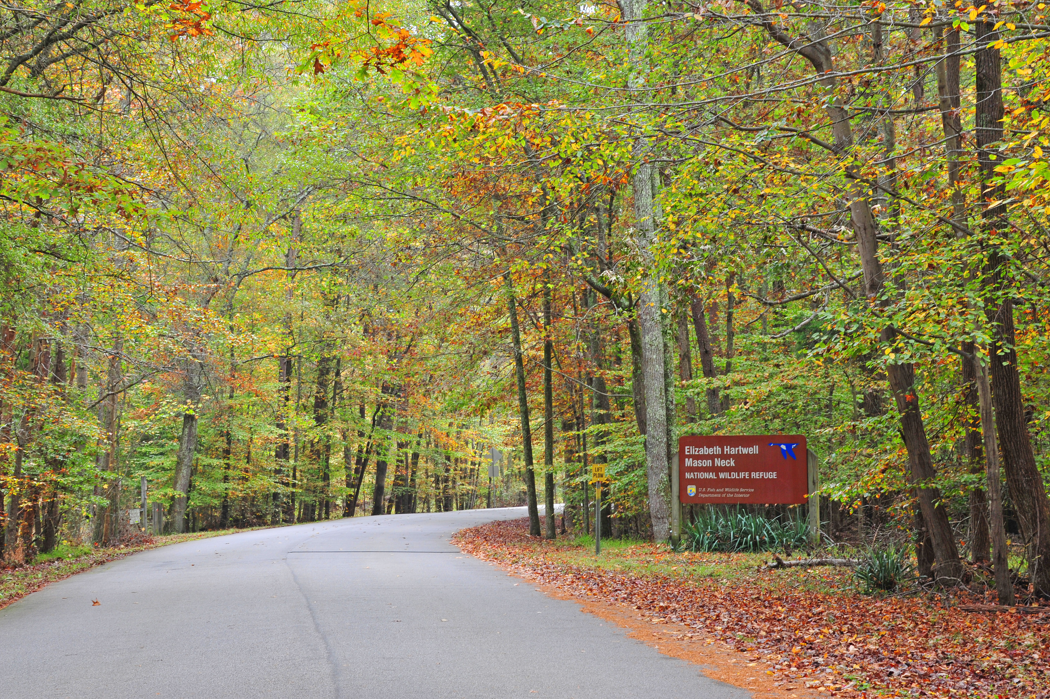 A view of the entrance sign for Elizabeth Hartwell Mason Neck NWR, and main road passing through fall foliage in the surrounding forest.