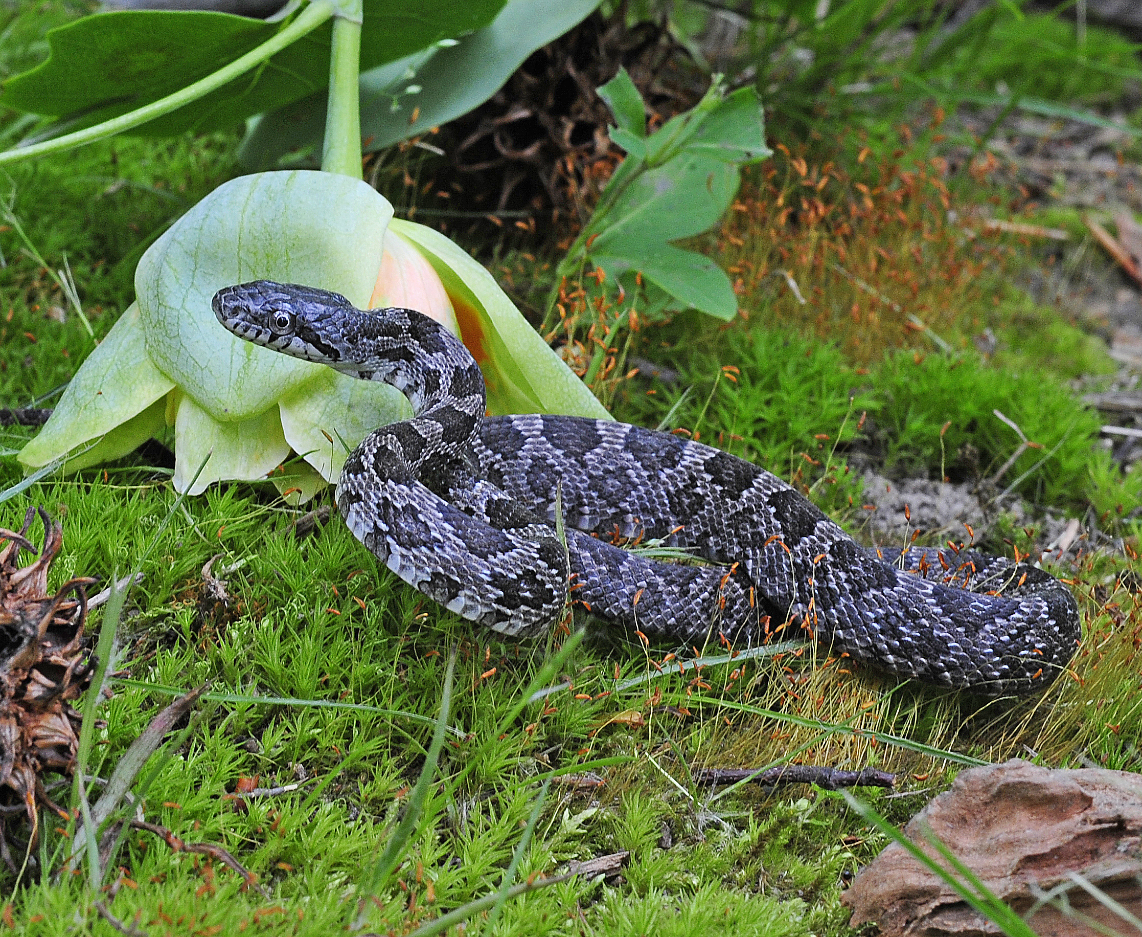 A juvenile eastern ratsnake with a gray diamond pattern along its back. The small snake is curled up on bright green moss.