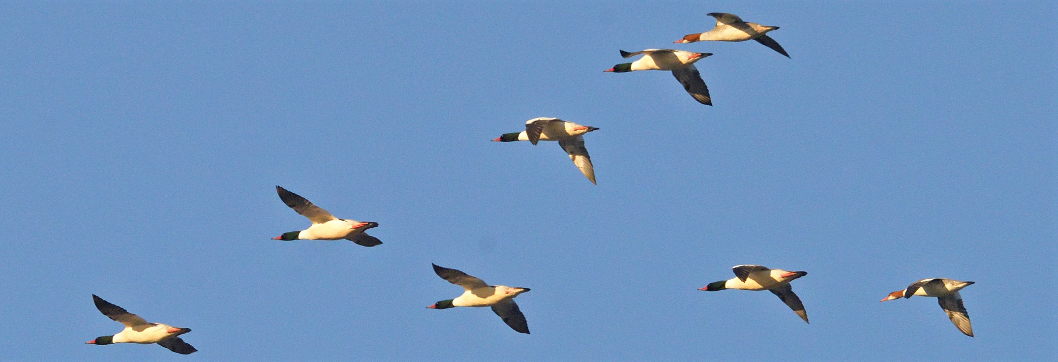 Eight Common Mergansers flying in a V shape.