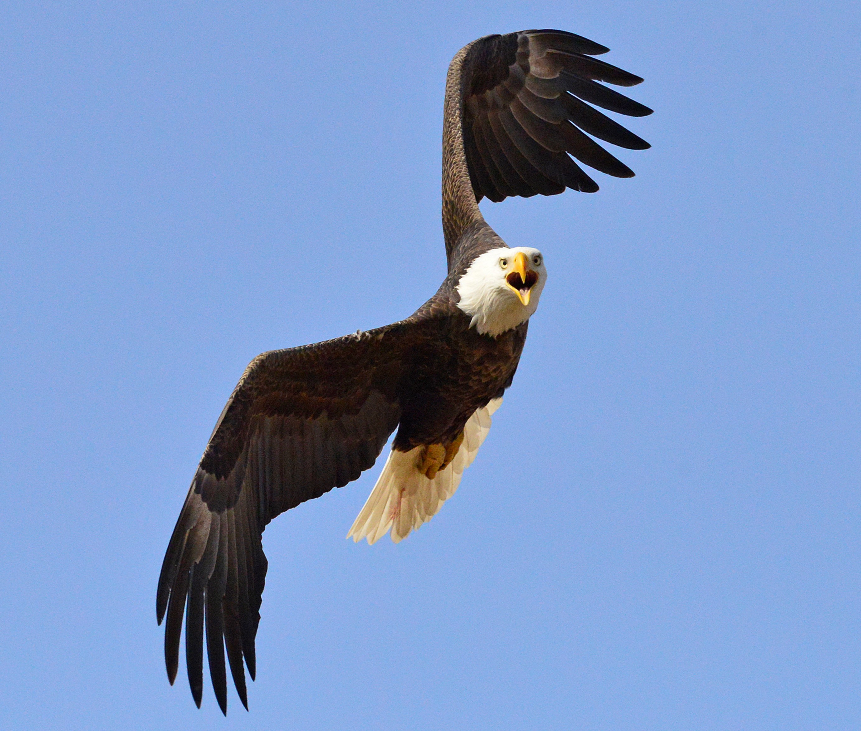 A bald eagle in mid-flight, looking directly into the camera screaming