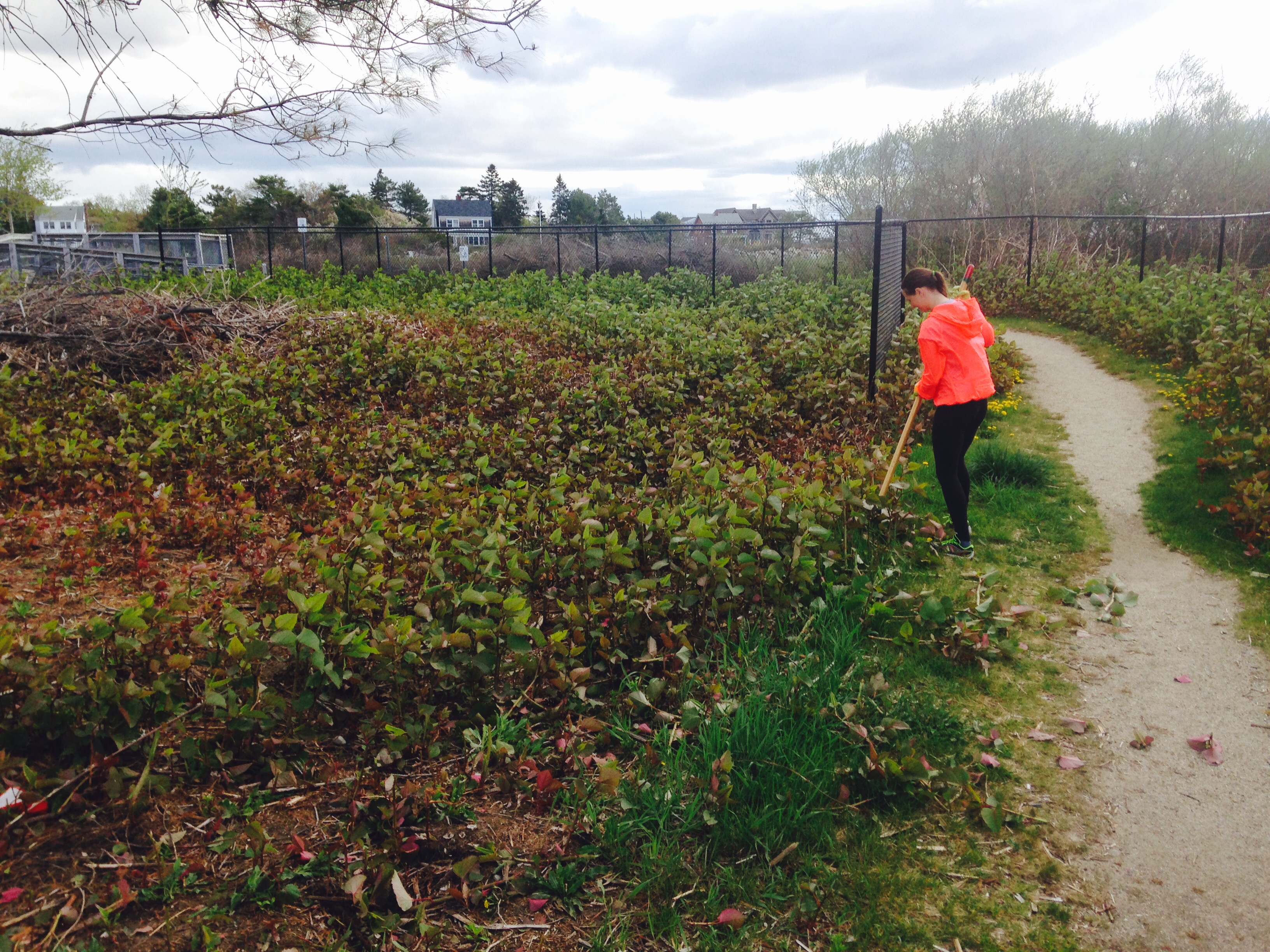 A young woman in a bright orange coat stands at the edge of a field completely covered in the invasive plant, the Japanese knotweed. She holds a digging tool in her hand and prepares to remove the plant manually. 