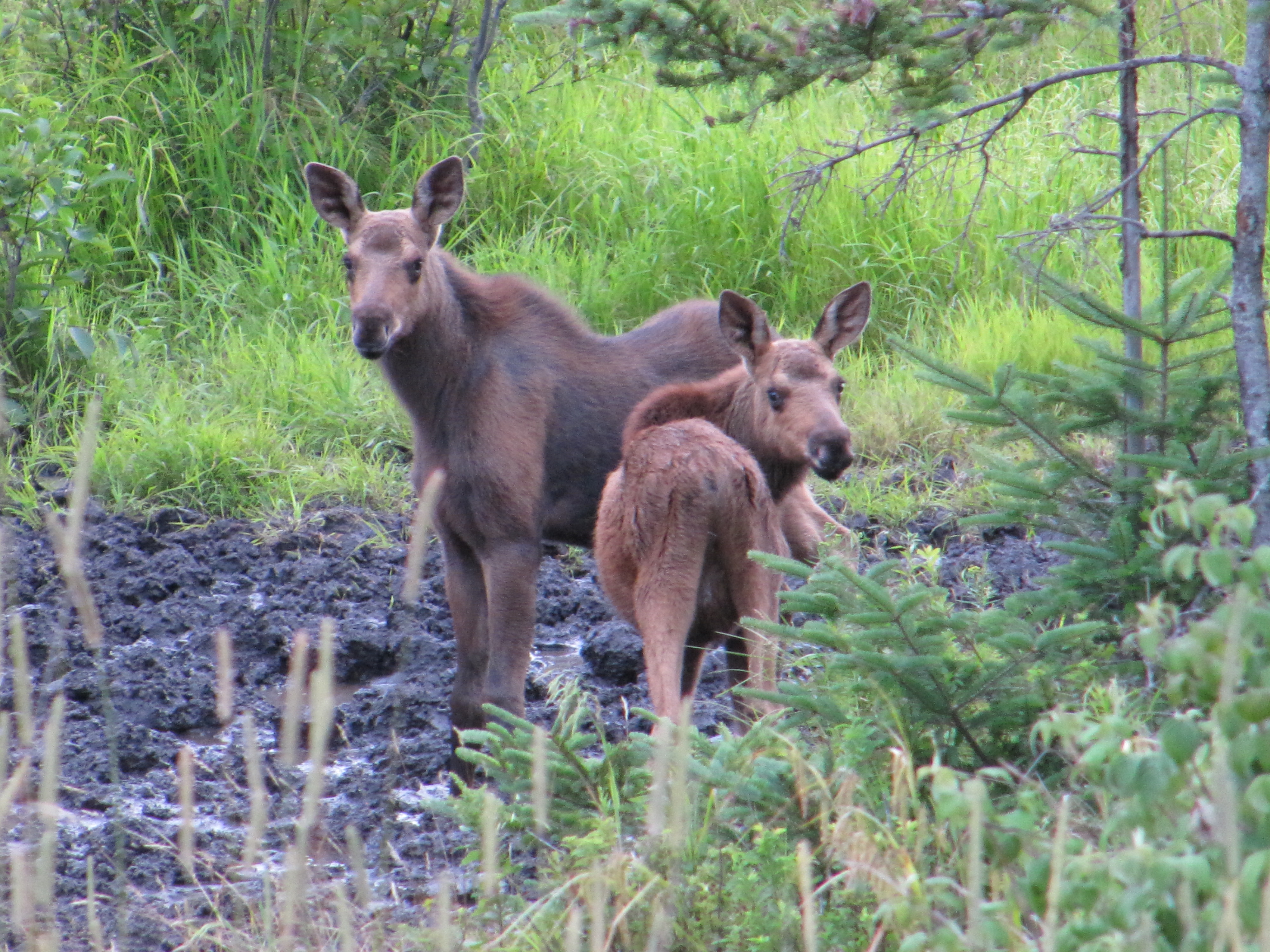 Moose calfs
