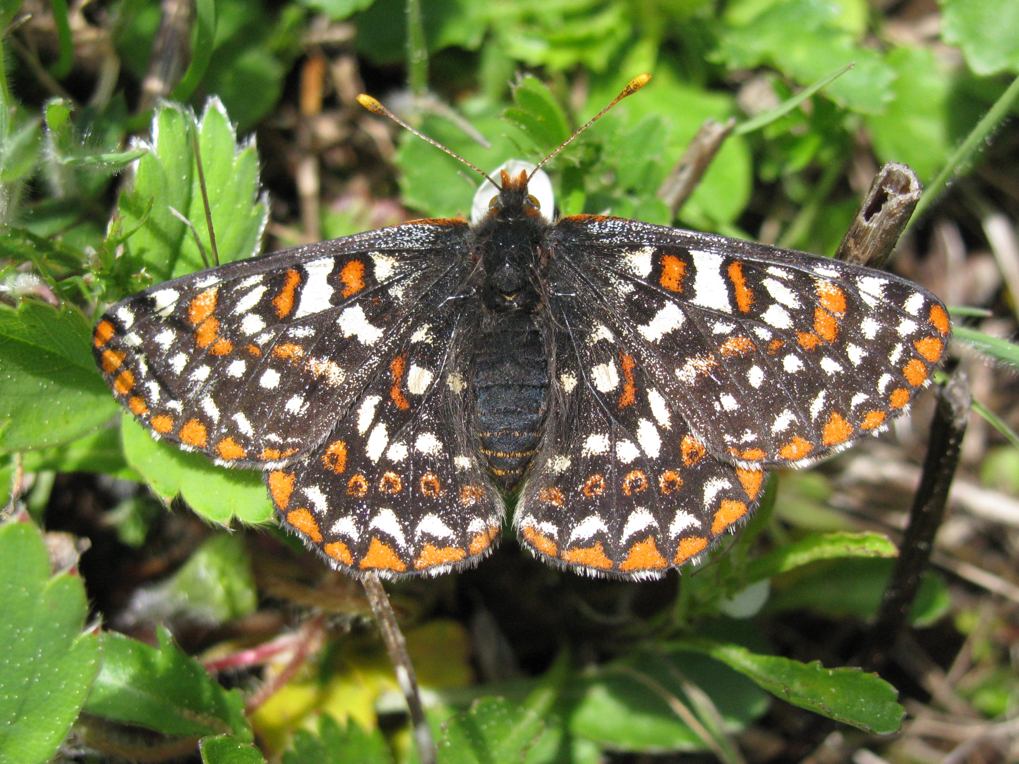 a Taylor's Checkerspot butterfly perches on a leaf in a close-up shot