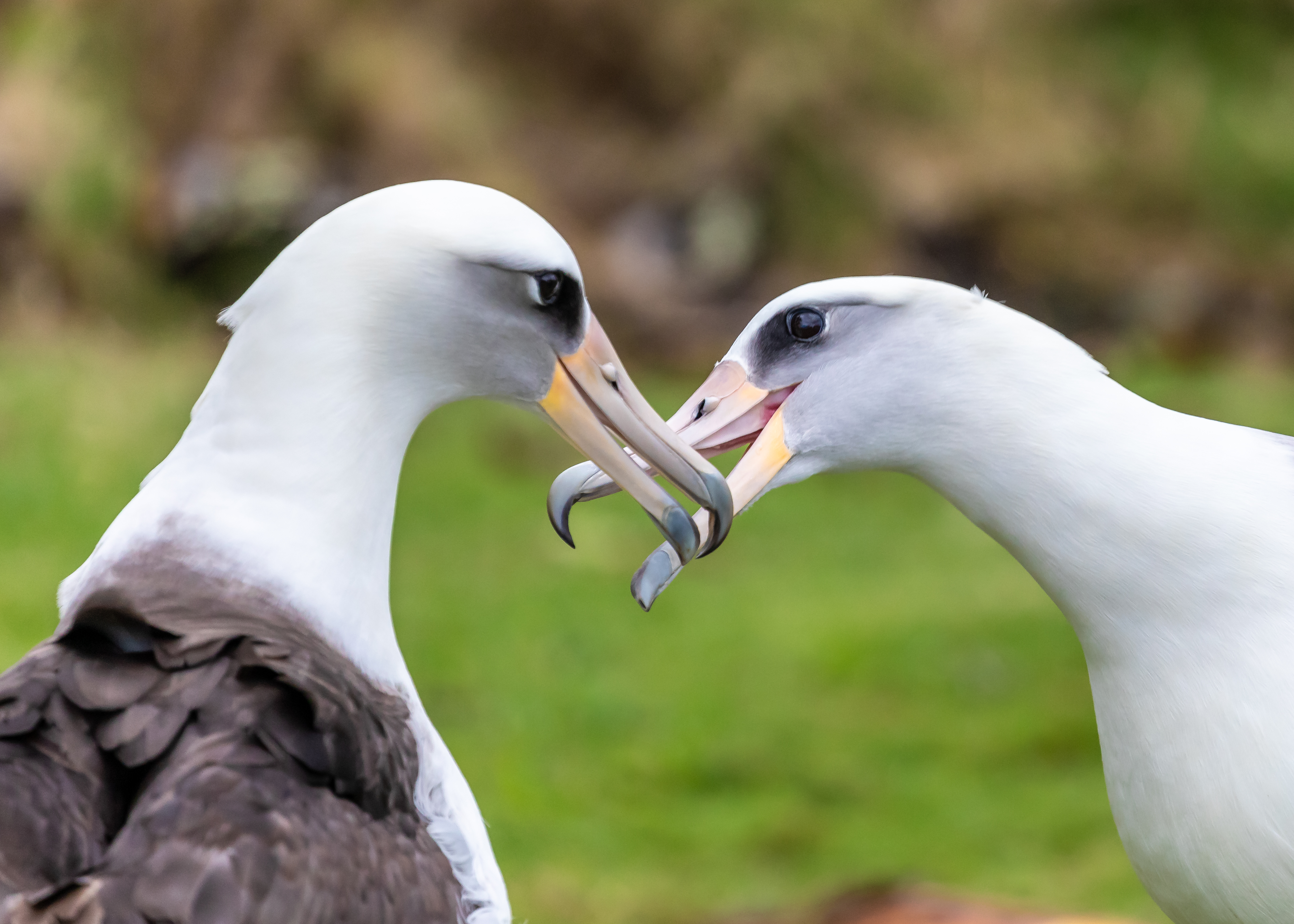 Two Laysan albatross cross beaks during a courting dance