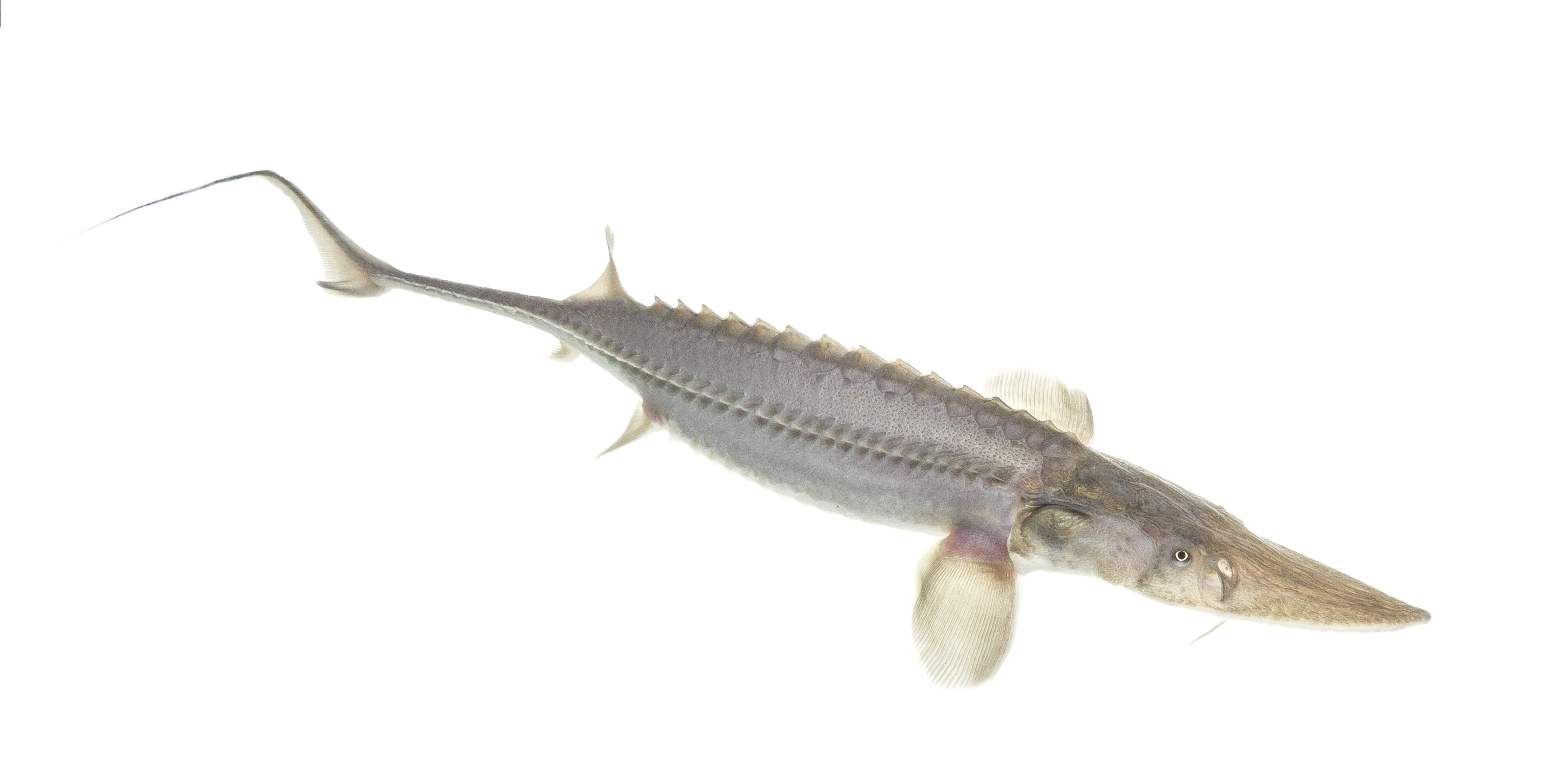 Pallid Sturgeon