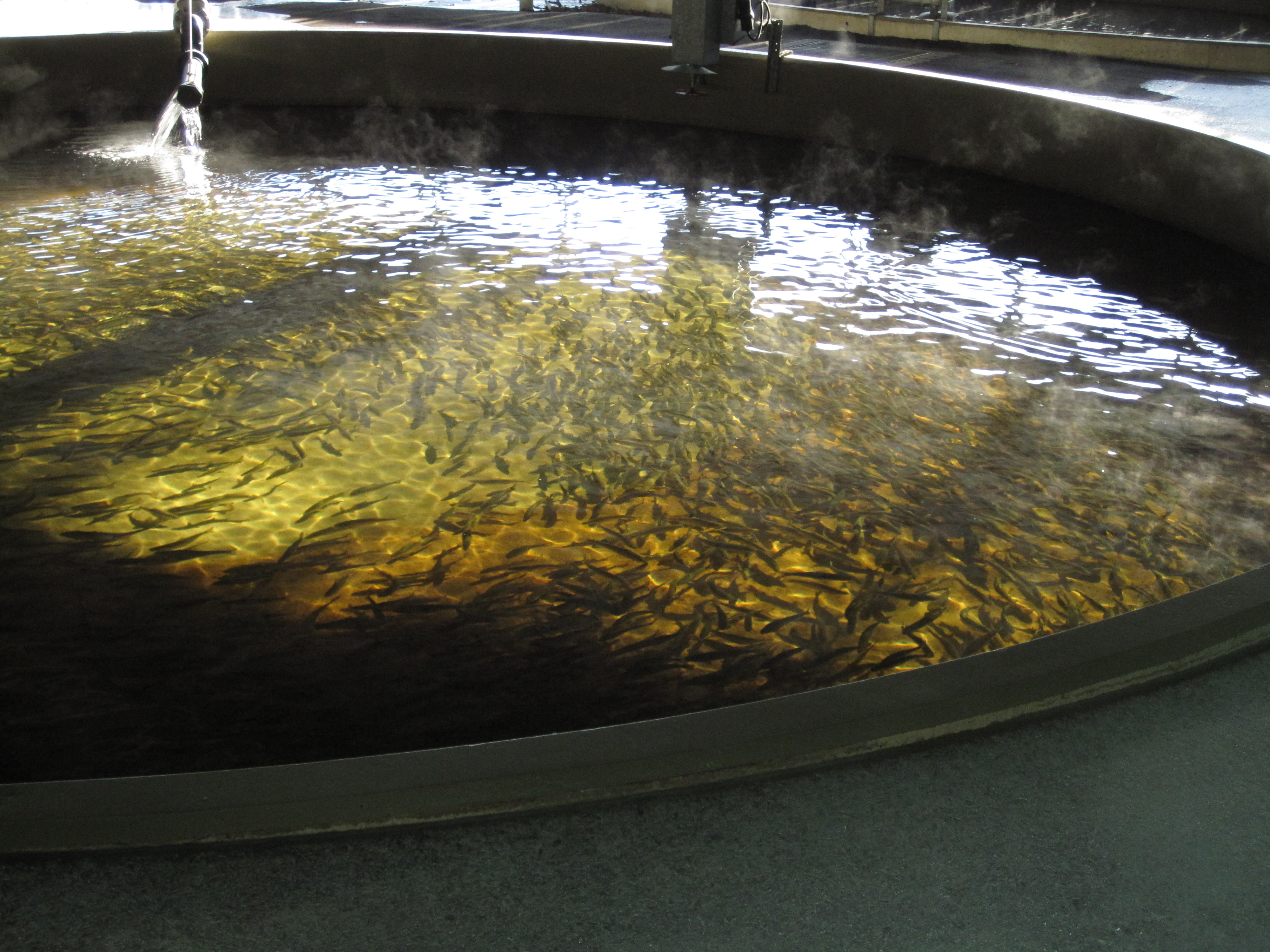 Hatchery pool full of Atlantic salmon smolts