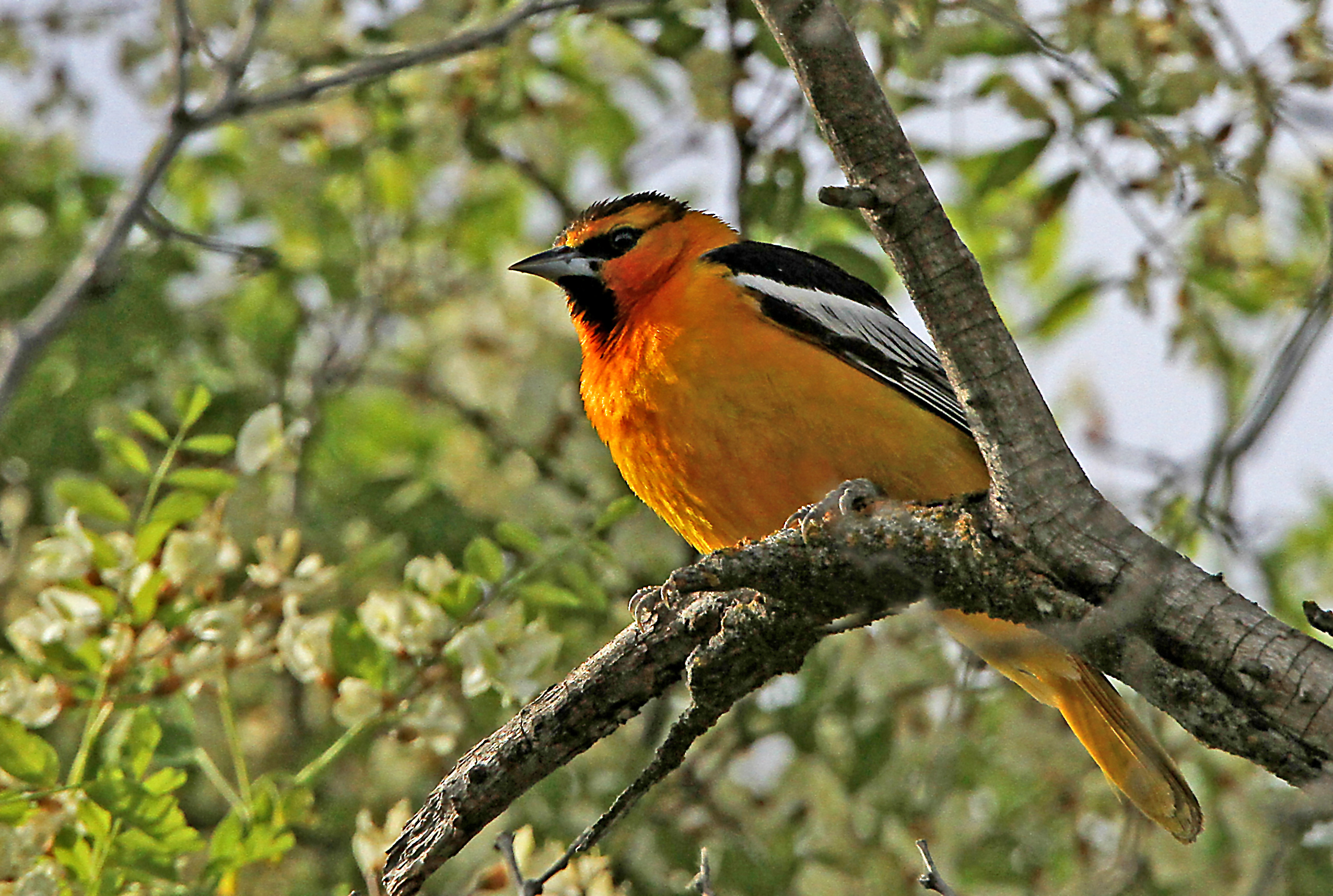 A Bullock's Oriole (a neotropical migrant) orange marmalade colors, are vibrant among the newly leafed branches at Turnbull NWR