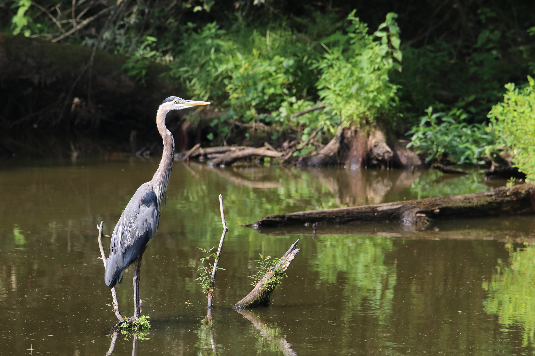 A Great Blue Heron stands in the Mingo River
