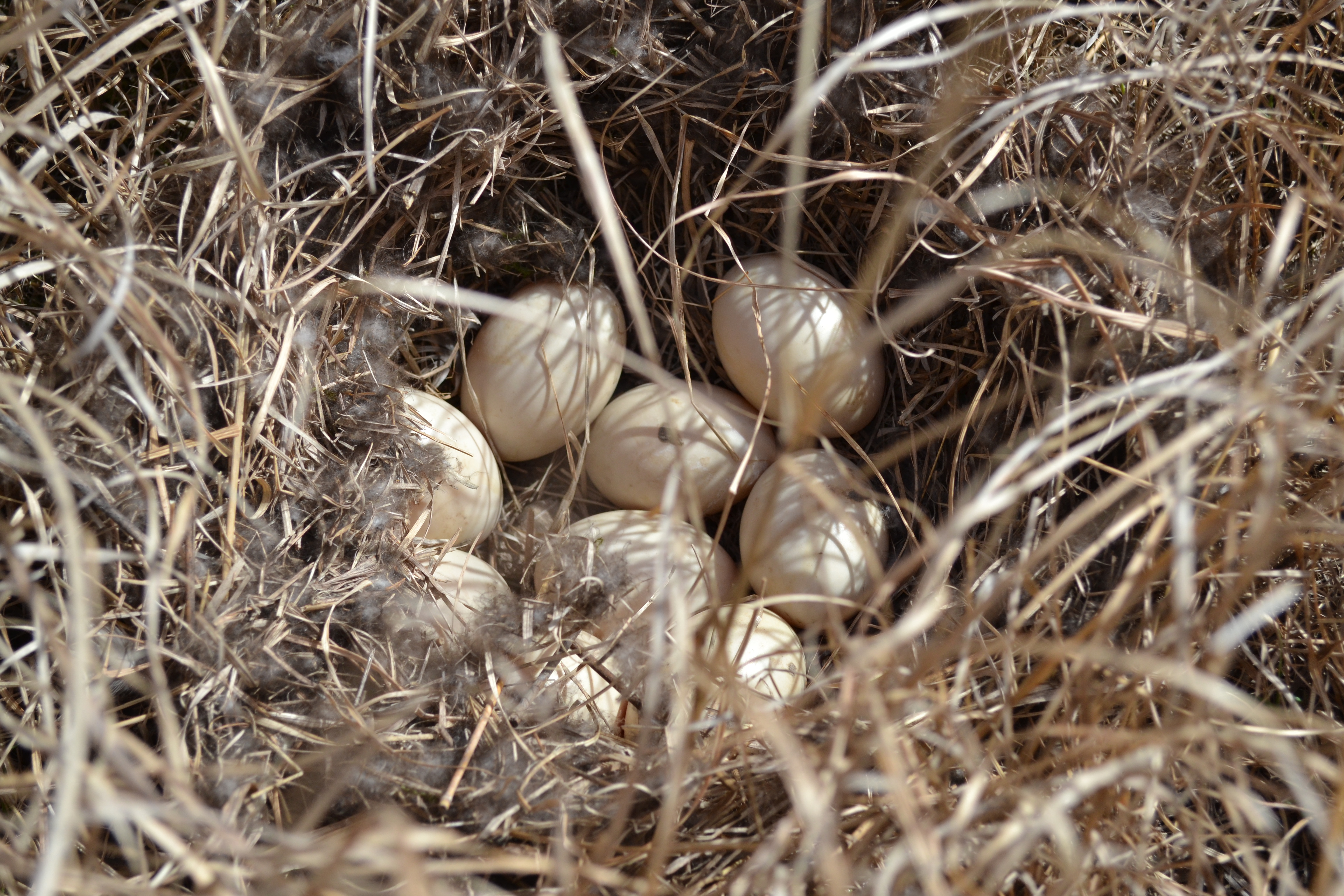 9 mallard eggs in a nest hidden in dry brown prairie grasses