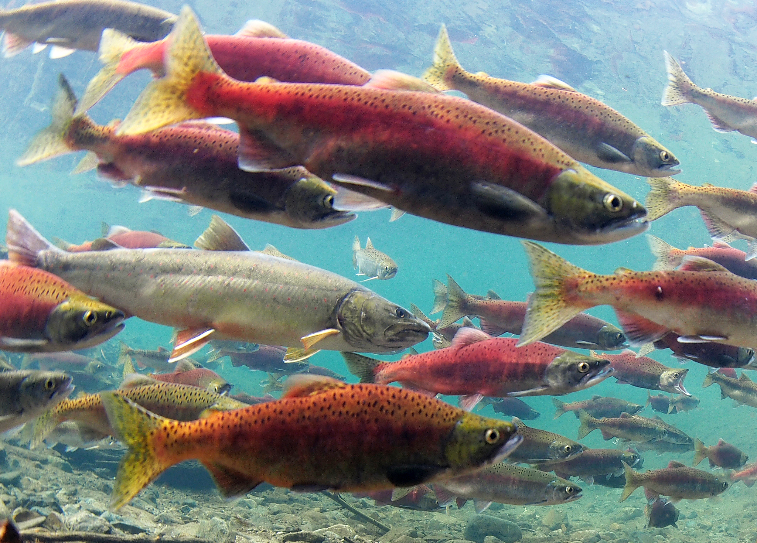 Underwater photo of bull trout and kokanee salmon at Gold Creek in Washington State.