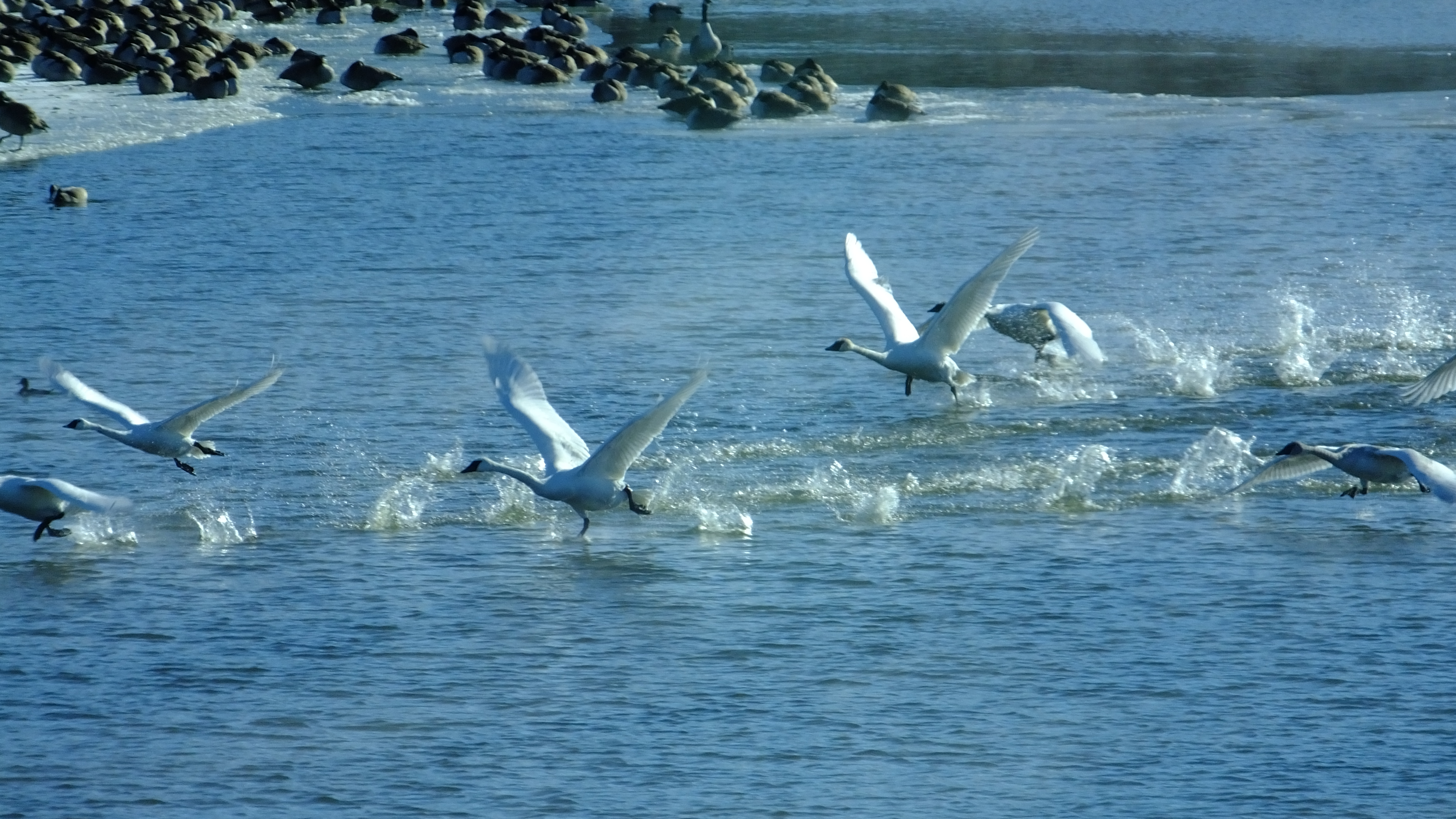 Trumpeter swans taking off from the waters of the Missouri River in winter. 