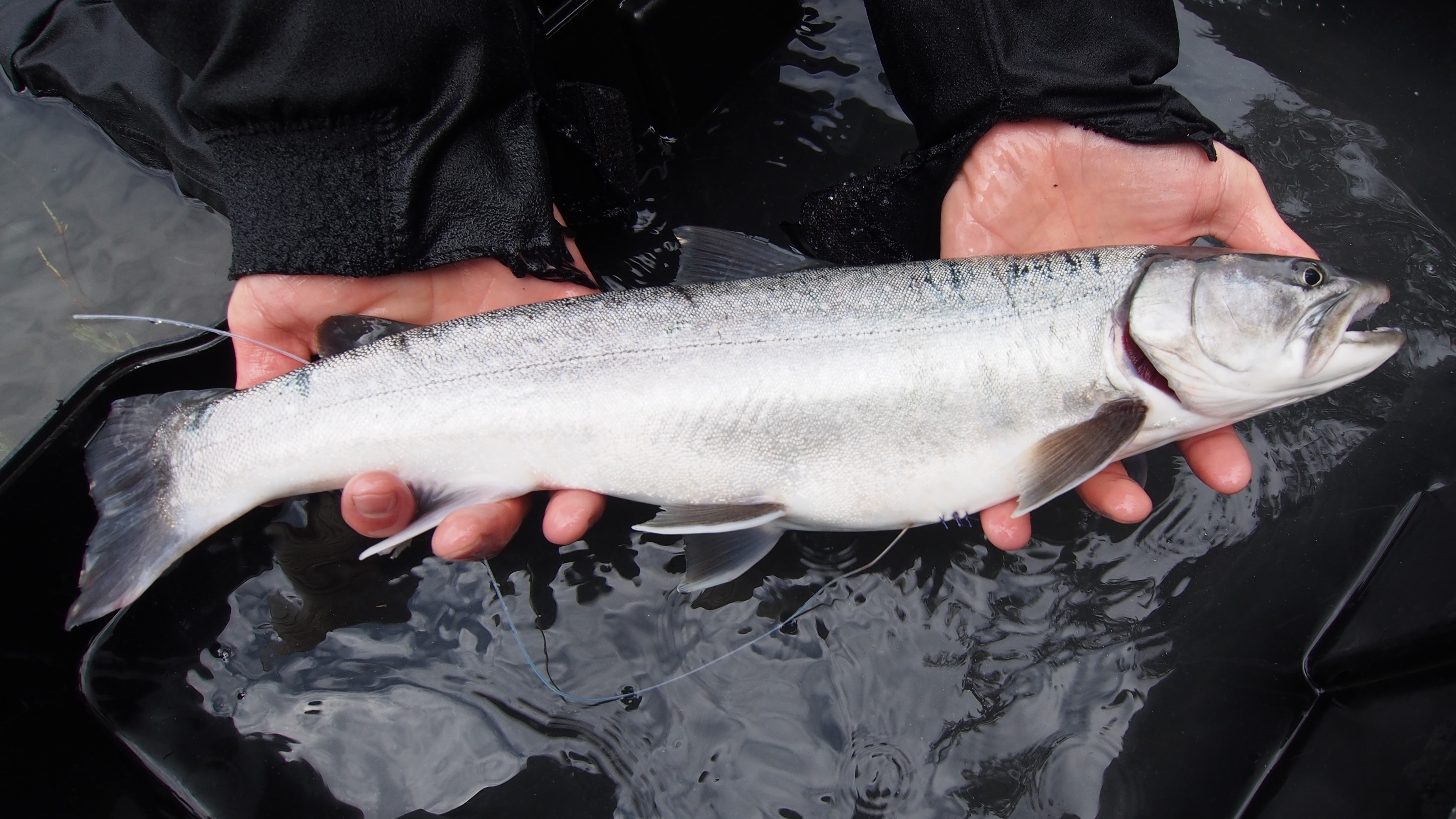 A biologist holds a bull trout with a radio transmitter tag.  