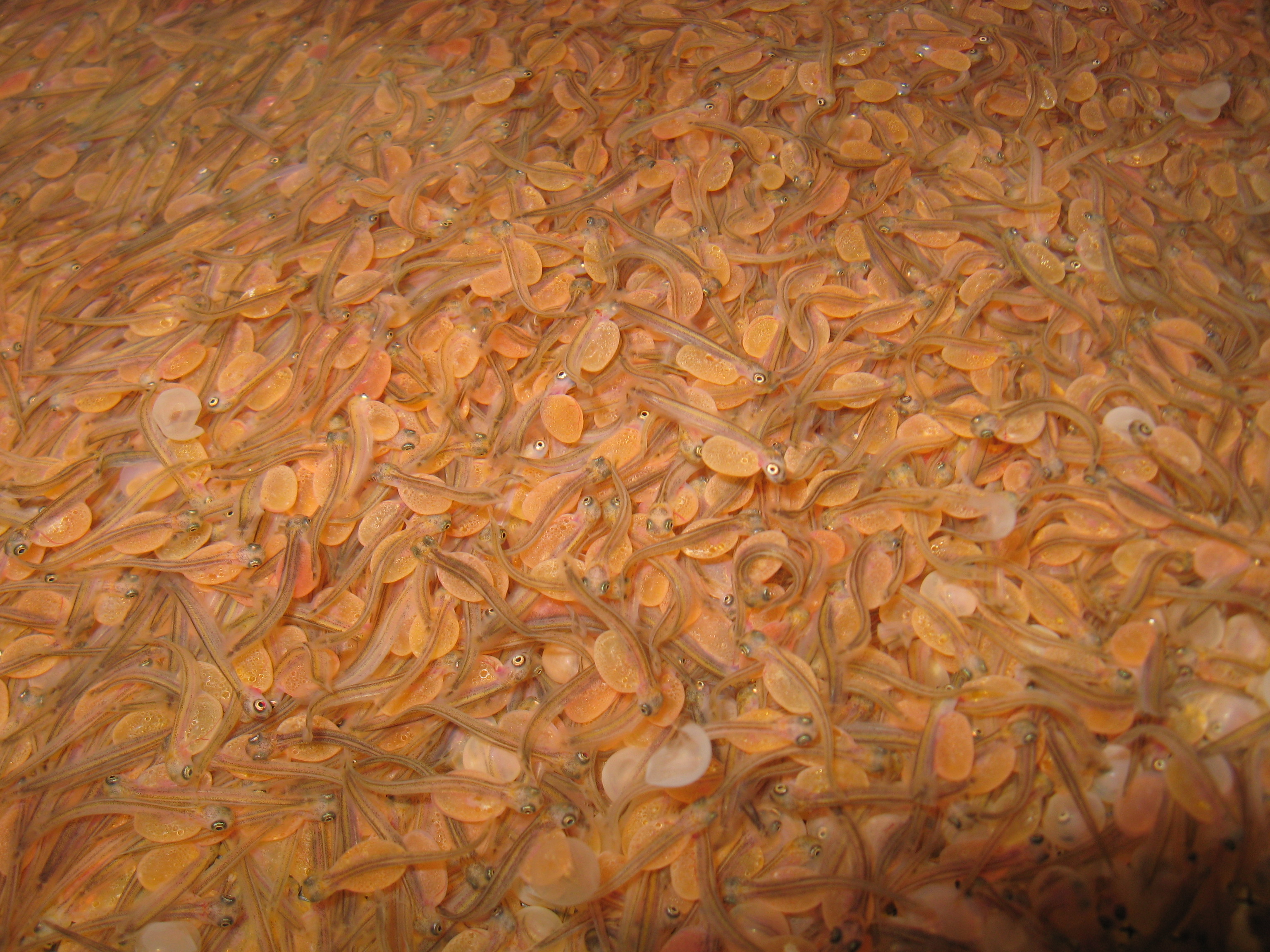 Hatched Lake Trout Eggs