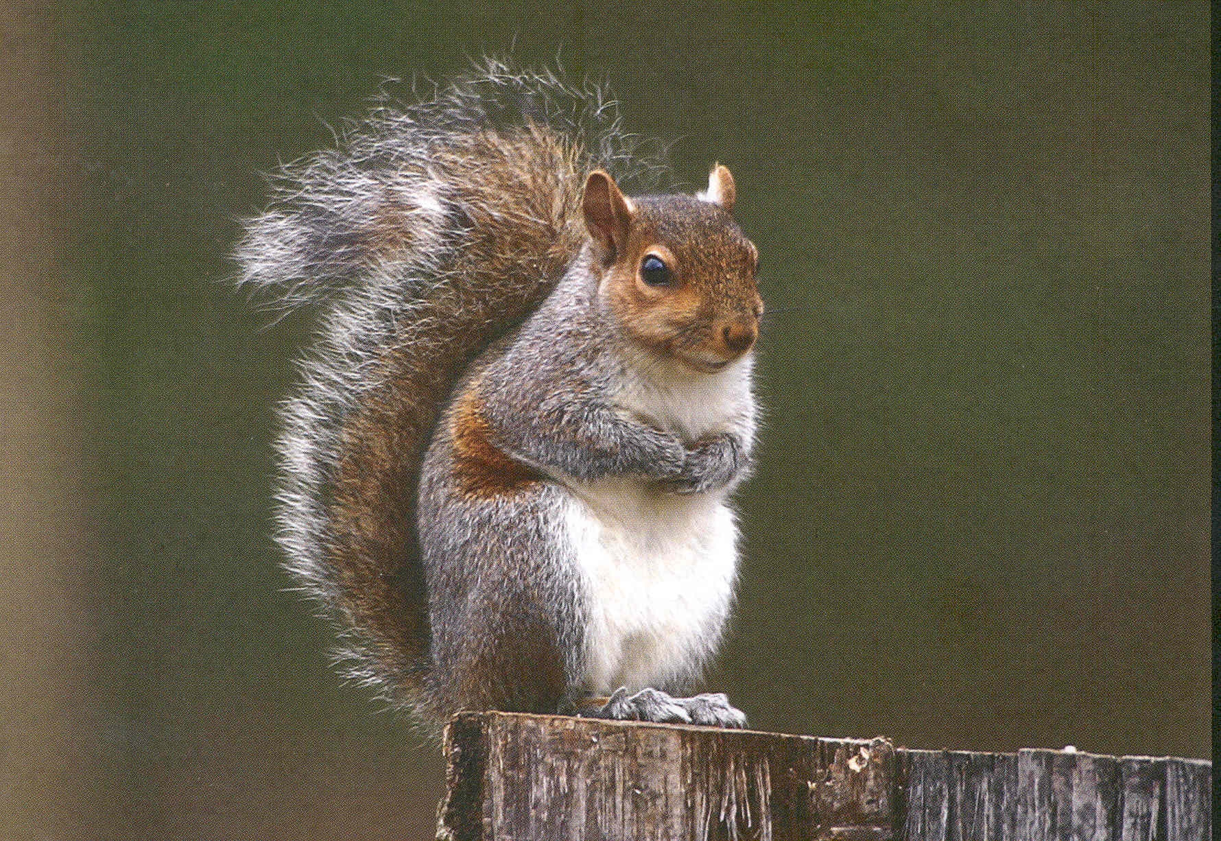 A Eastern Gray Squirrel sitting contently on a tree stump