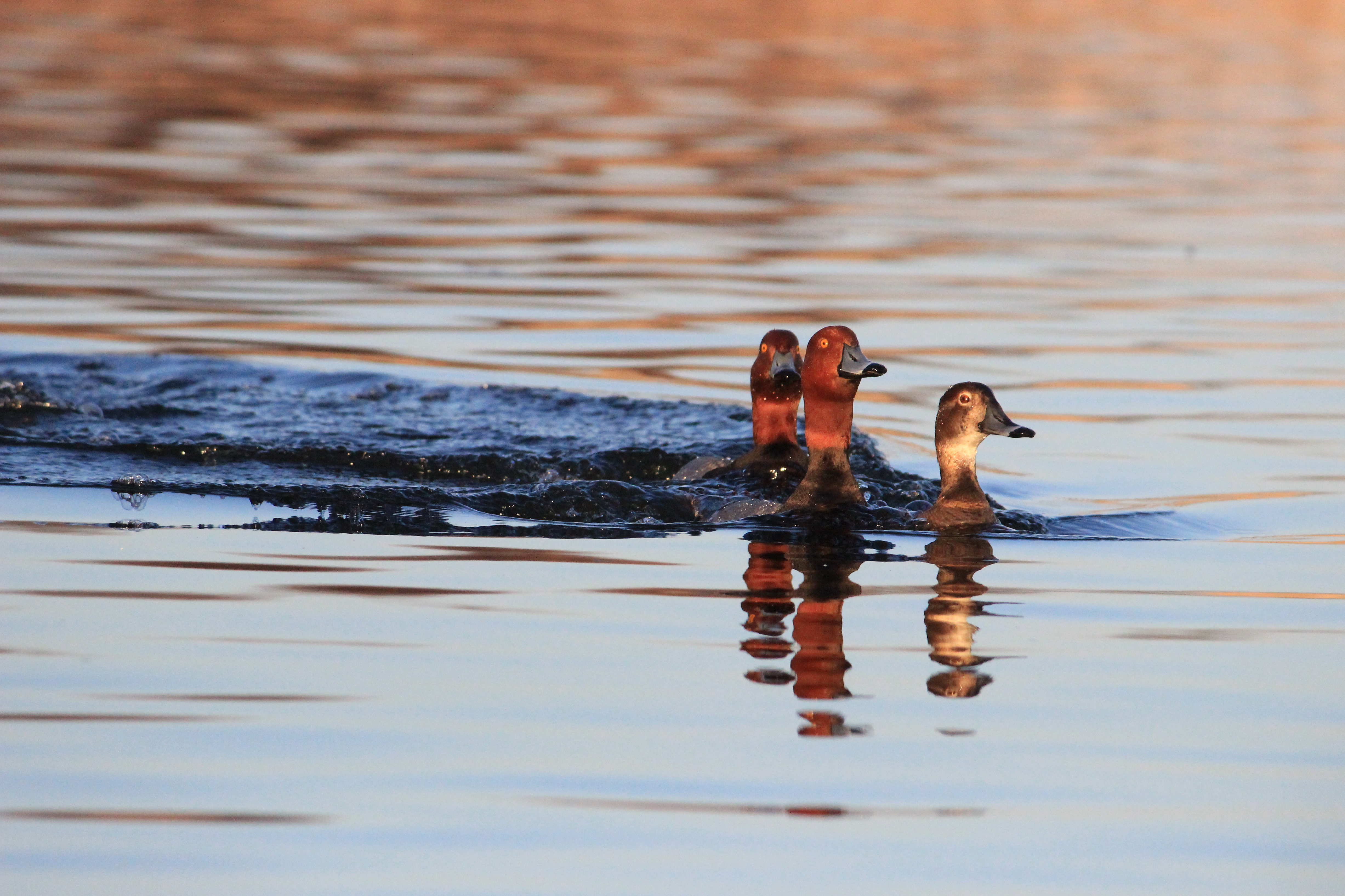 2 redhead duck drakes swim eagerly and closely behind a hen redhead duck in a wetland
