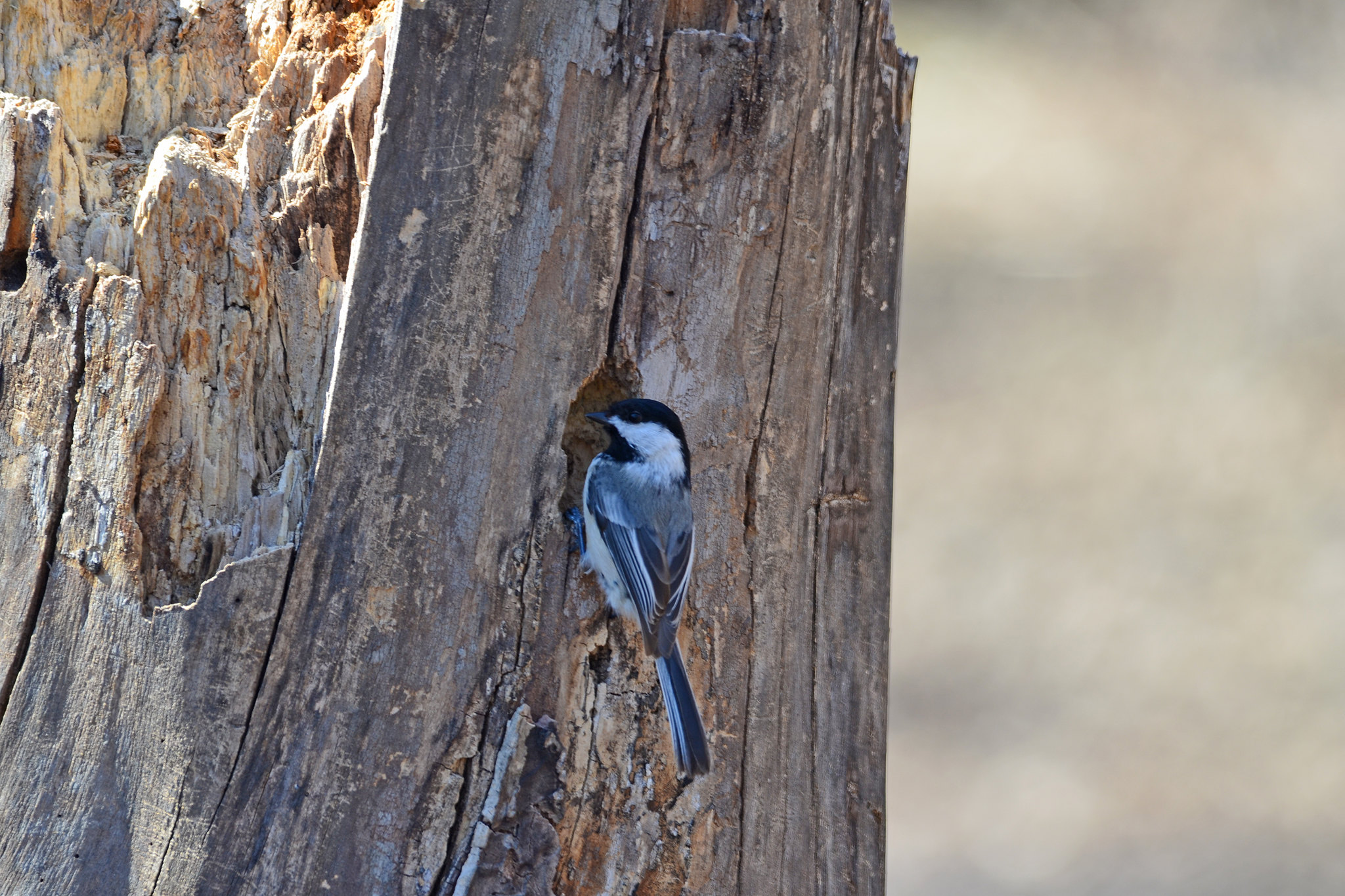 Black-capped chickadee perched at the entrance to its nest cavity in a dead tree
