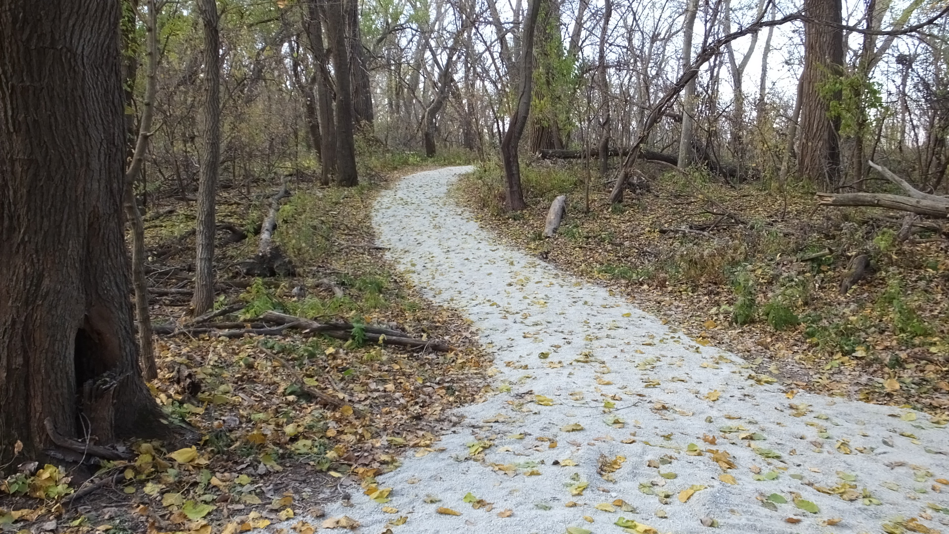 The beginning of a gravel trail on DeSoto National Wildlife Refuge bordered by thicker forest. 
