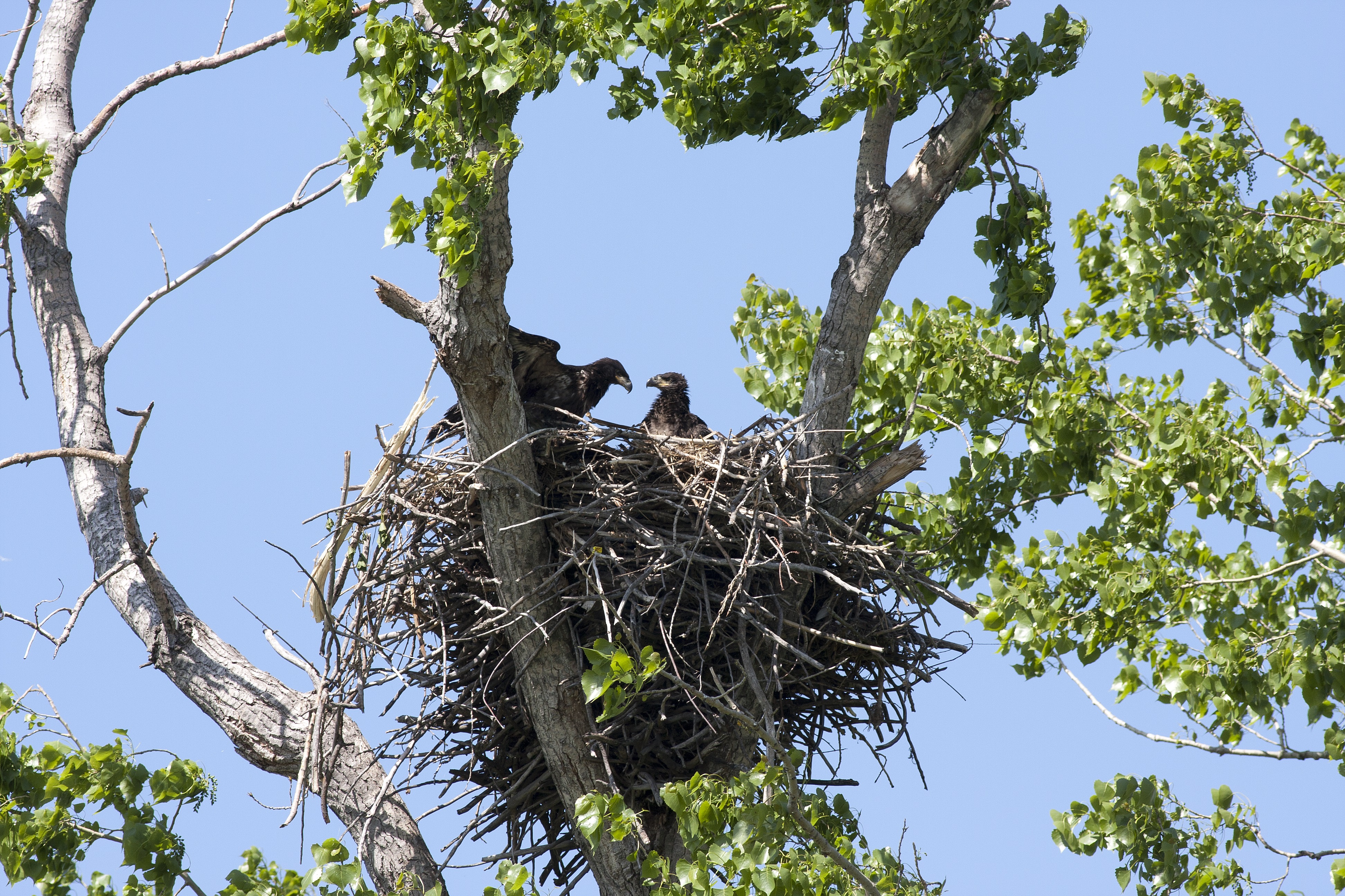 Juvenile bald eagles in the nest with one spreading its nest and the other perched. 
