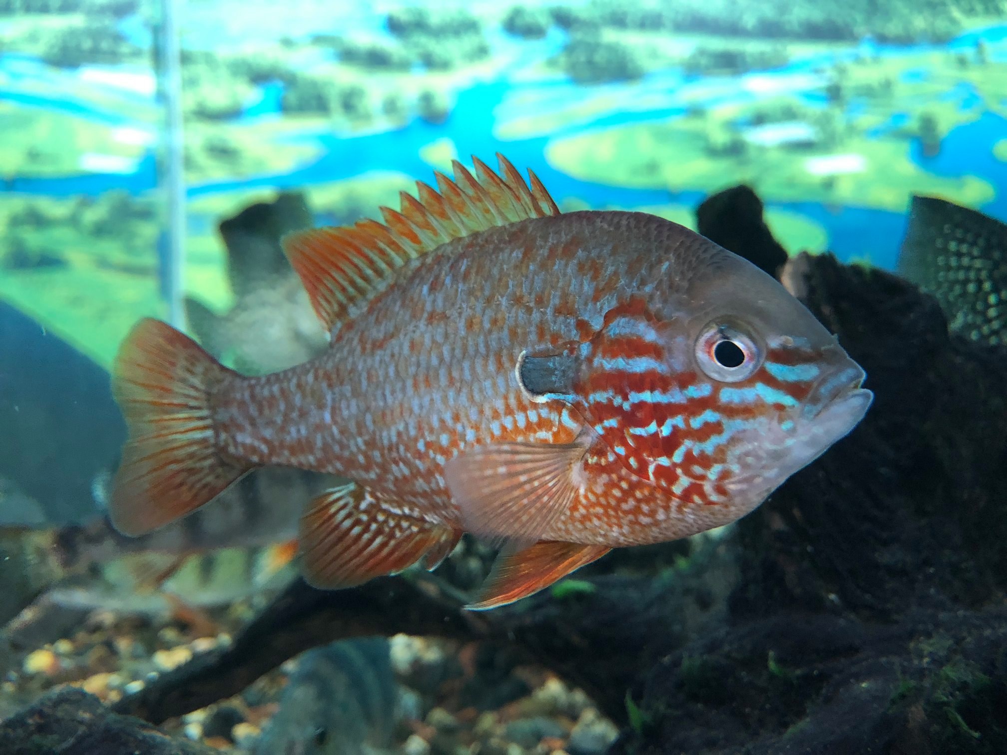 An orange spotted fish in an aquarium with river landscape background