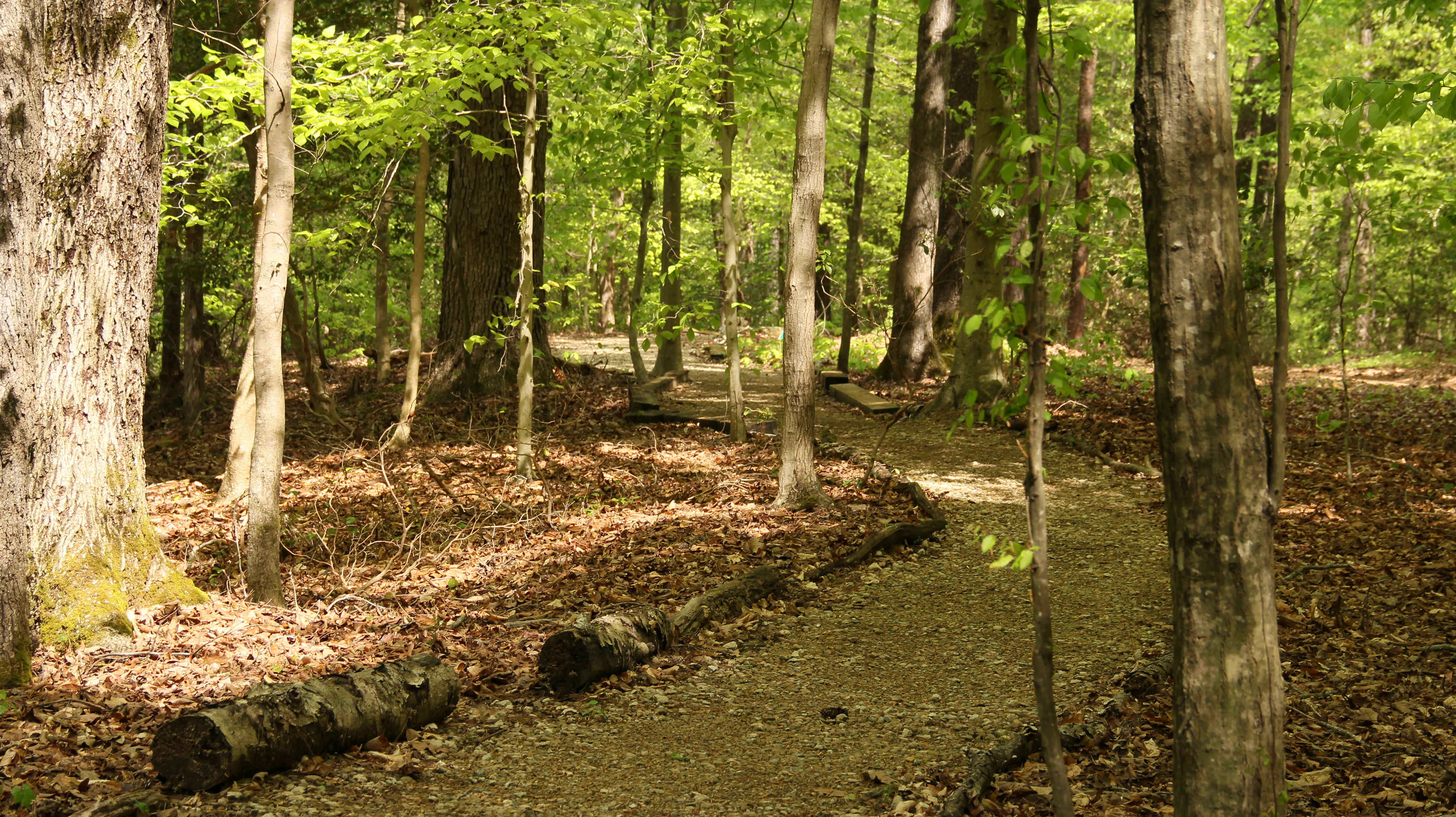 trail going through the scenic woods