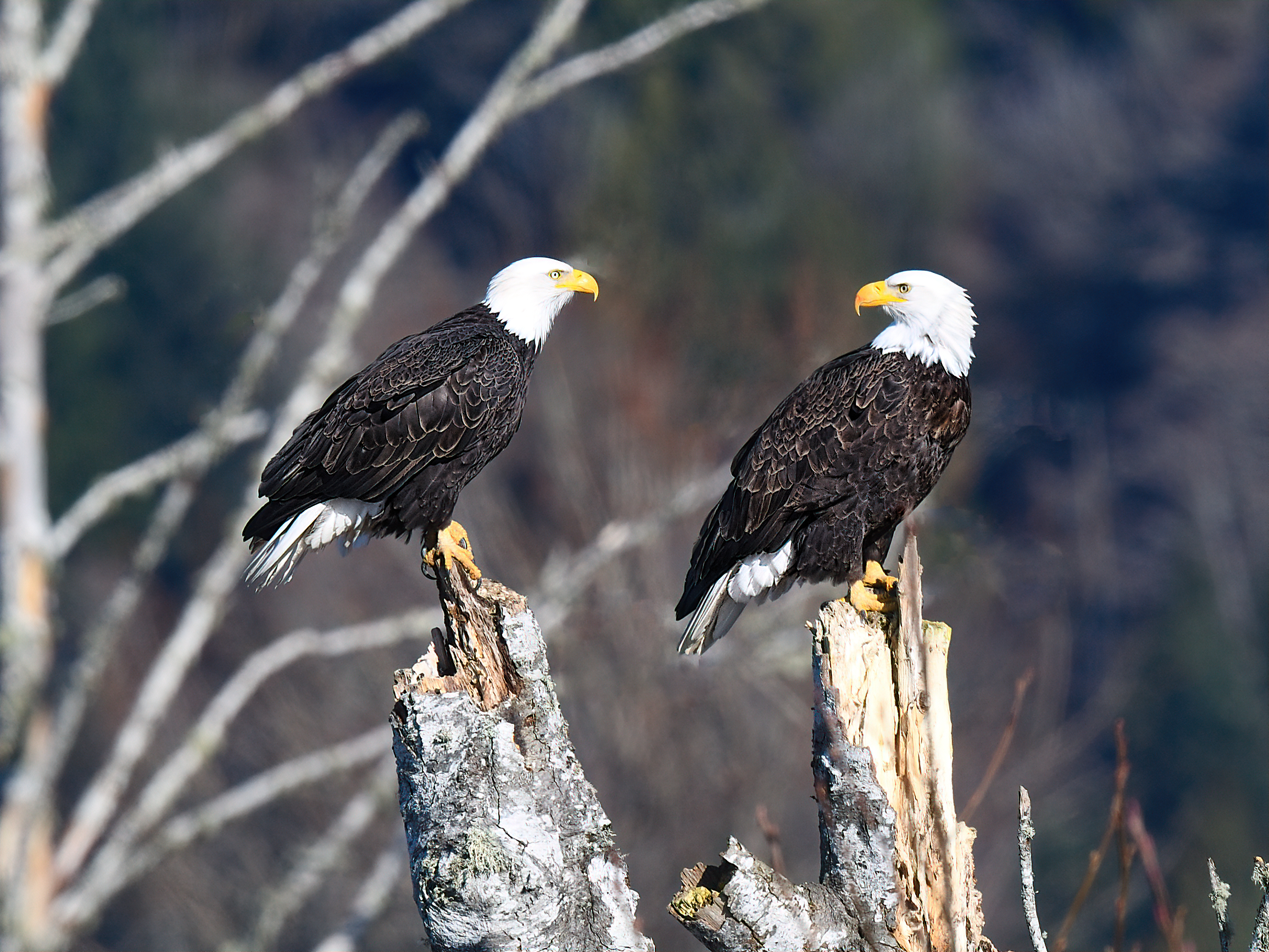 Two brown and white bald eagles perch on dead tree snags.