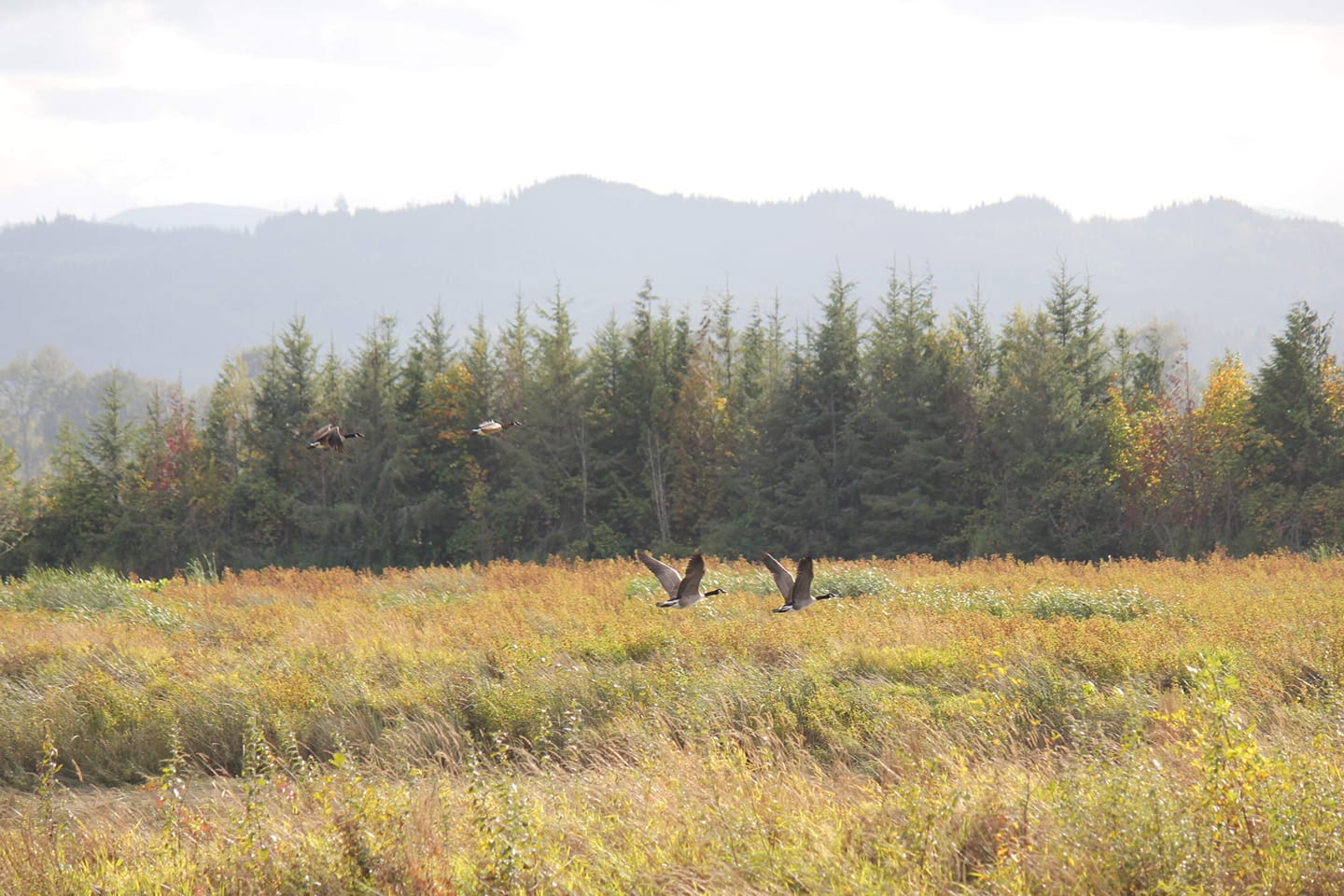 Grey, black, and white birds fly across a field of golden grasses backed by evergreen trees.