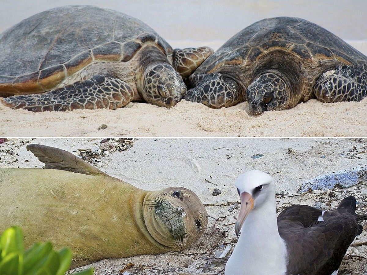 A composite image with two large sea turtles on a beach on top. The second image, below, includes a brown seal on it's side on the beach with a white-breasted bird in the foreground