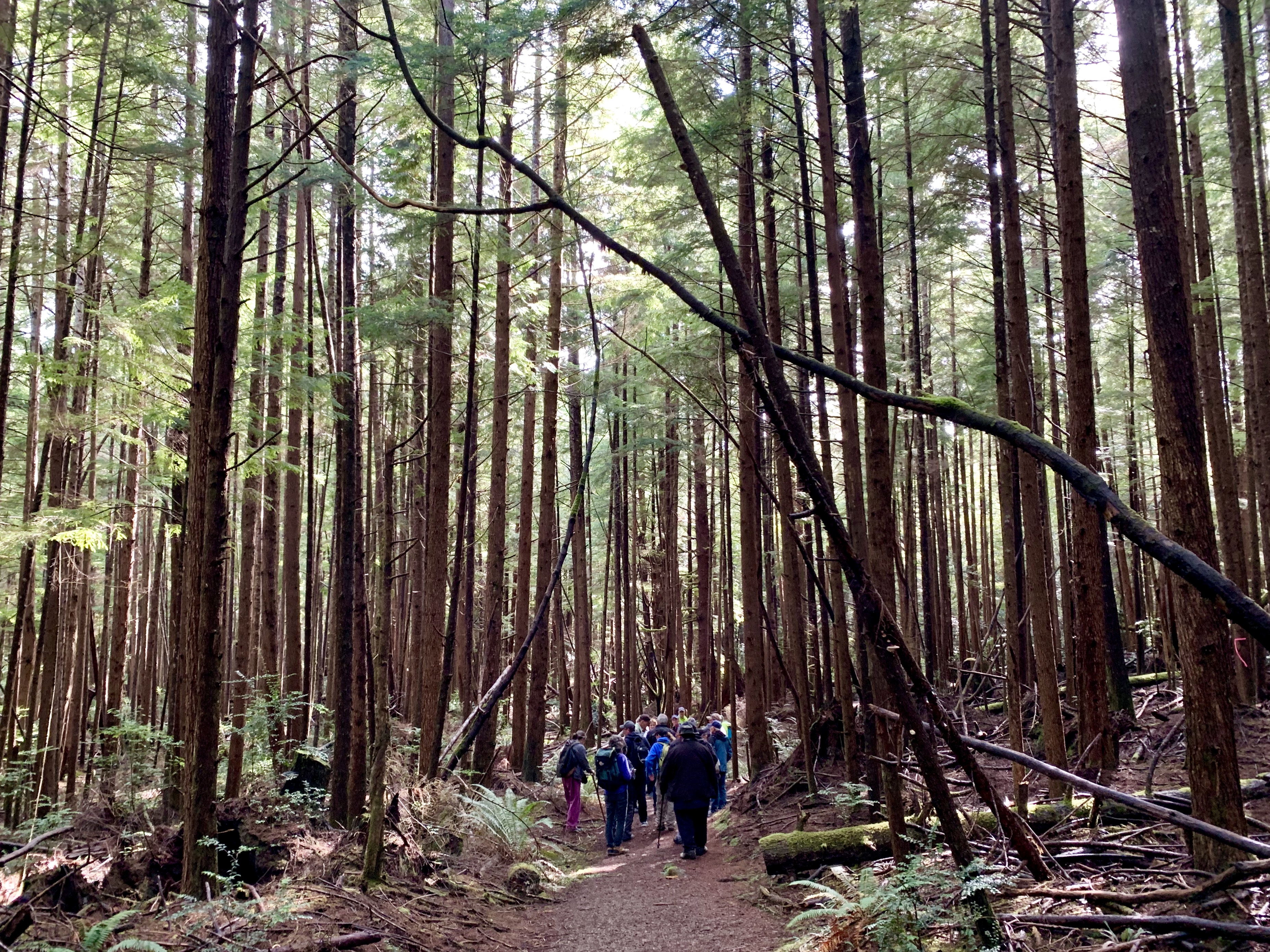 A group of hikers walks through a dense forest on a dirt trail