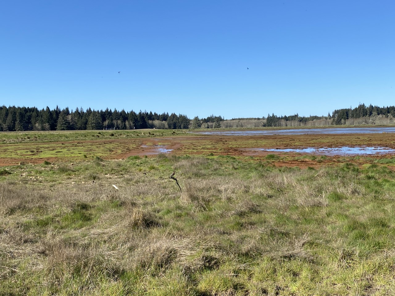 A green vegetated wetland with distant evergreen trees.