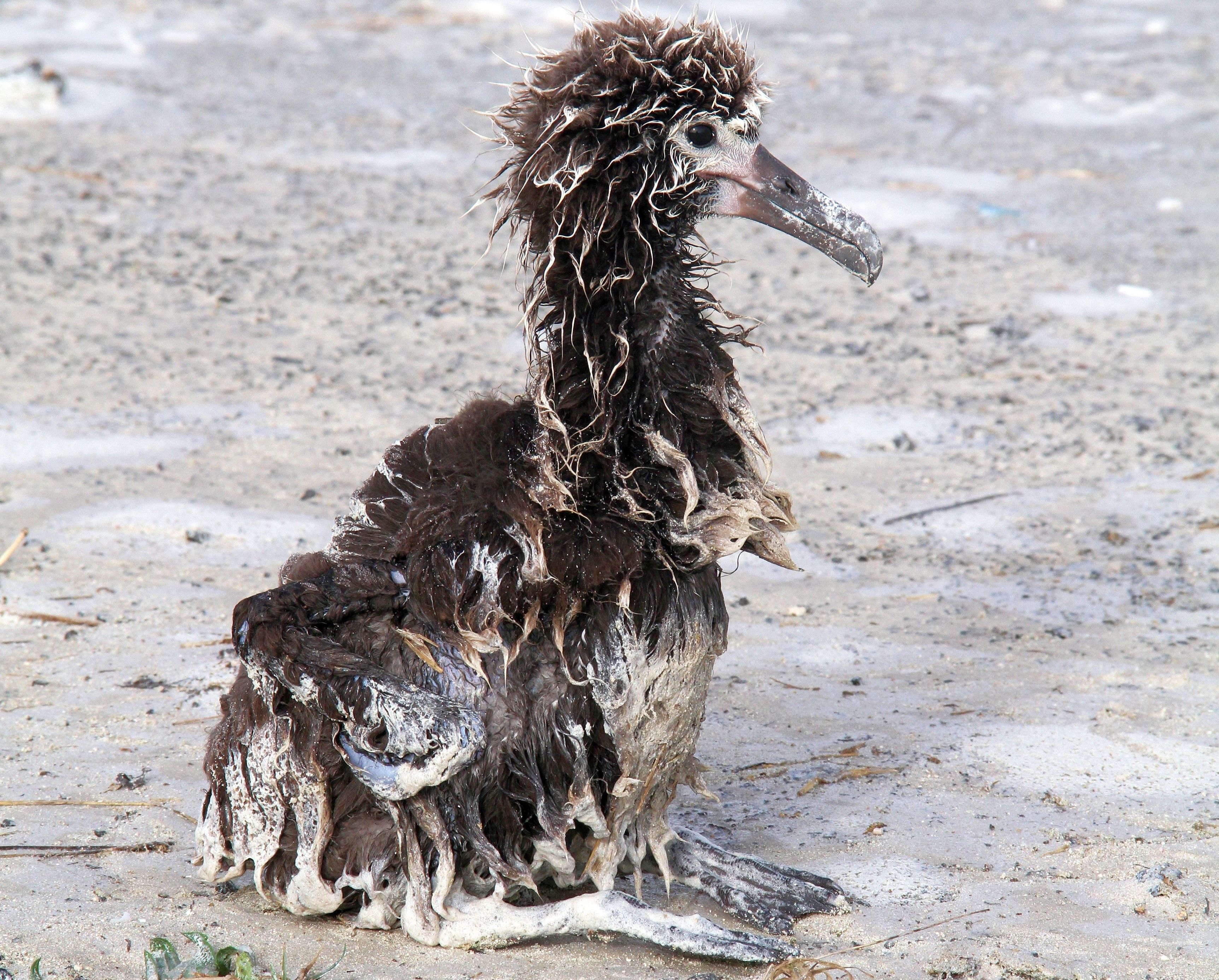 A fluffy brown bird covered in sandy mud on a beach