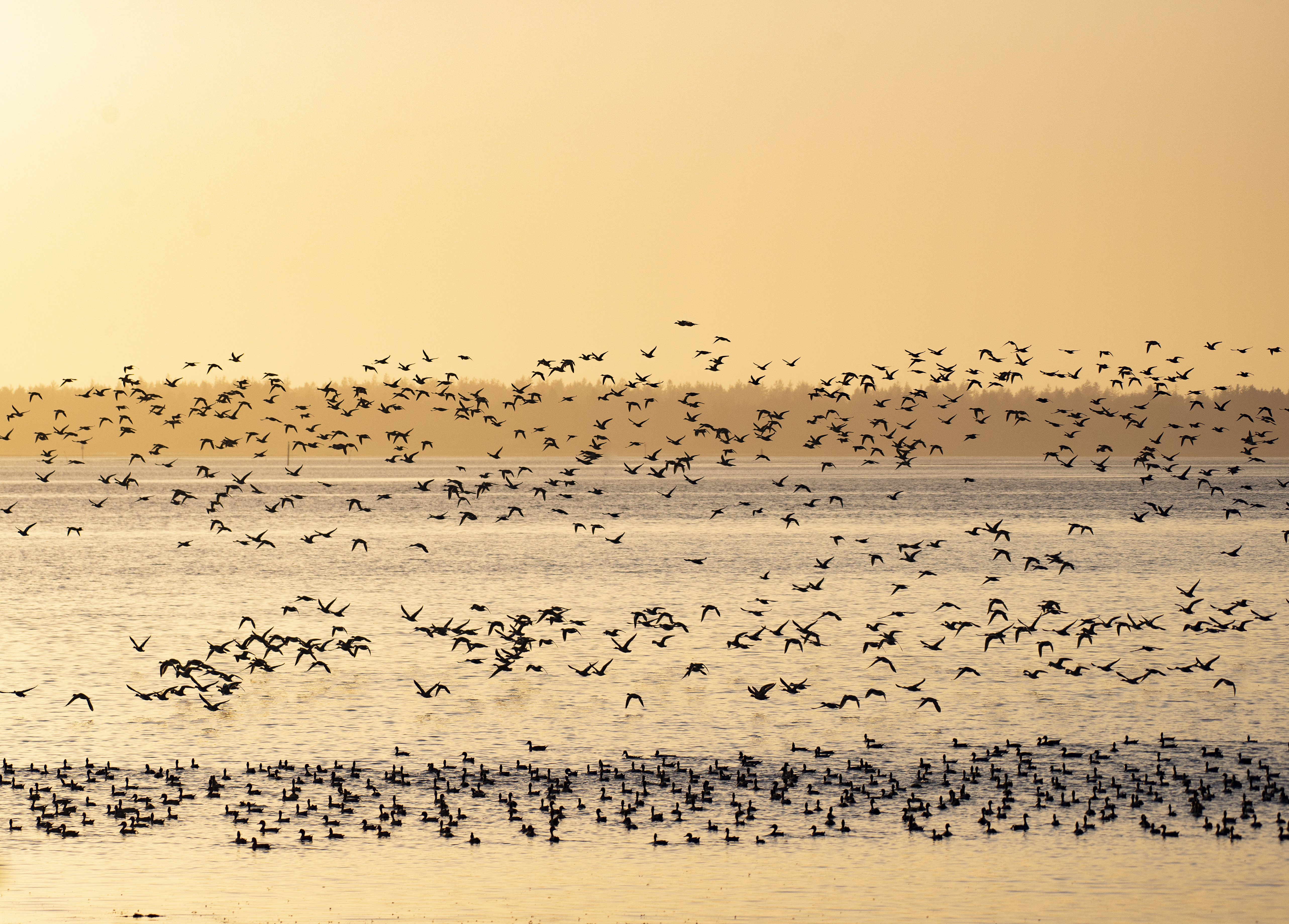 A large group of birds flies into an orange sunset with a hazy background of trees over water.
