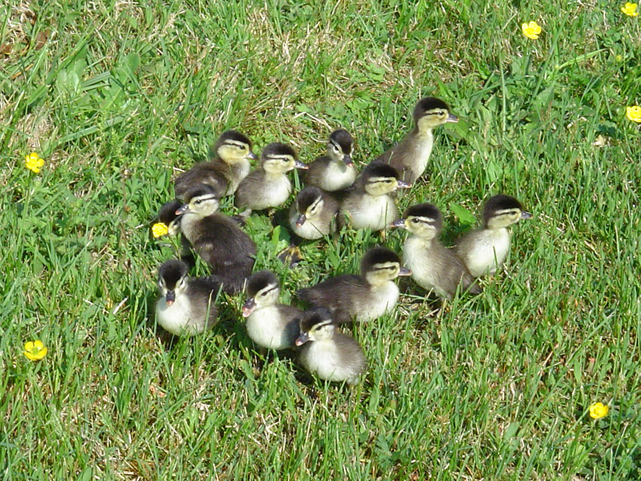 a dozen gray wood ducklings standing in the green grass
