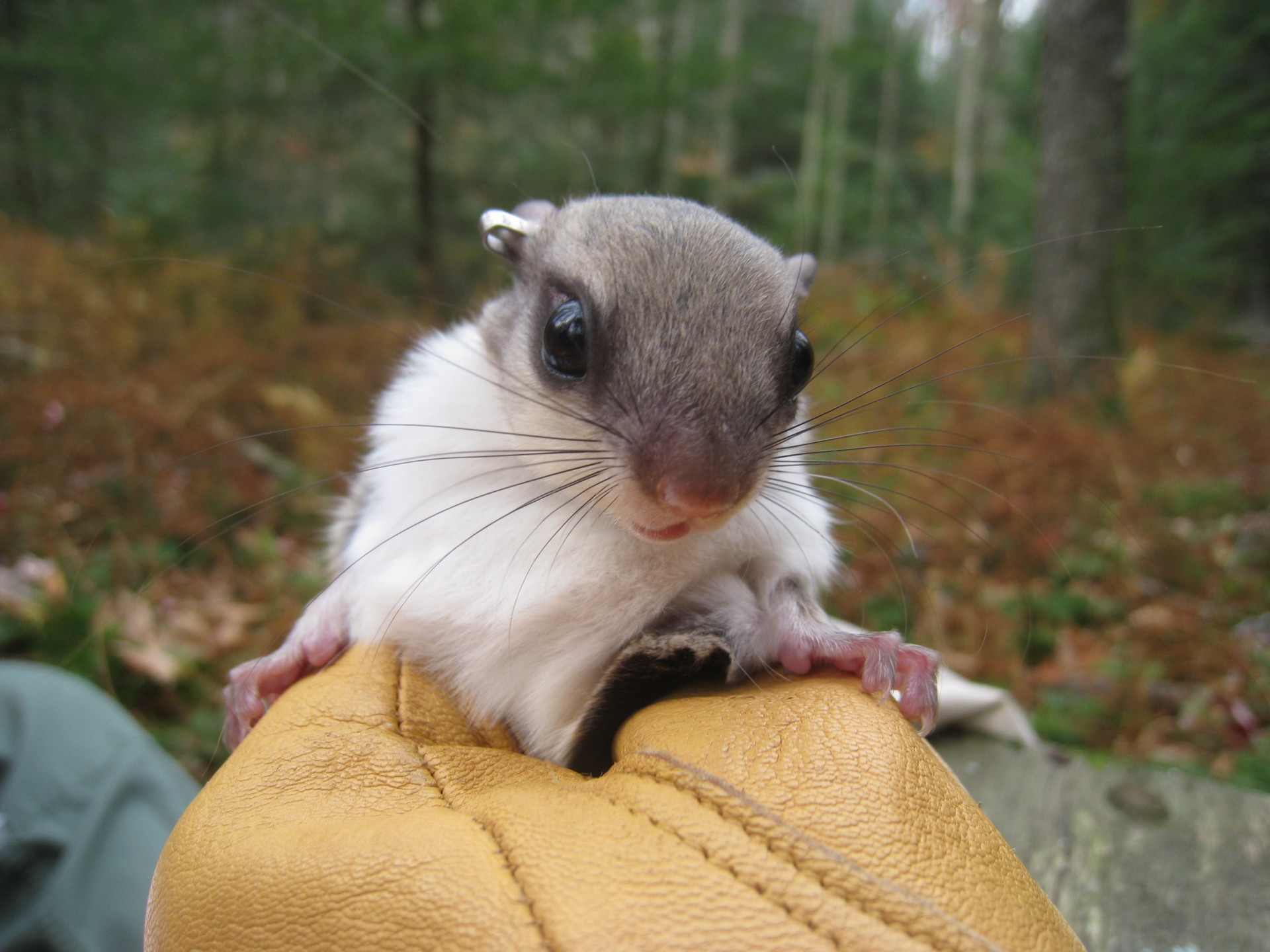 a gloved hand holds a small squirrel