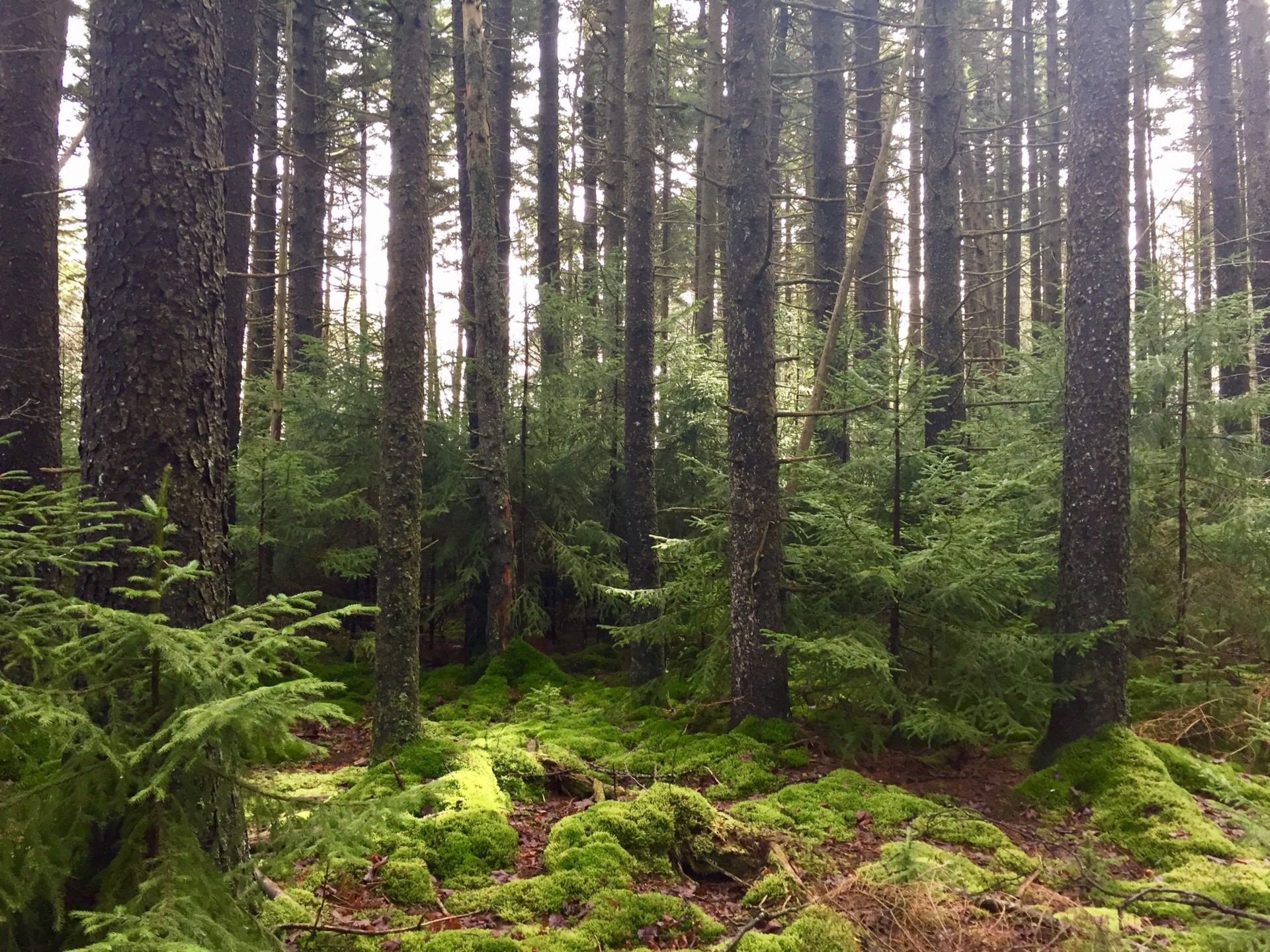 a lush spruce forest with dense green groundcover