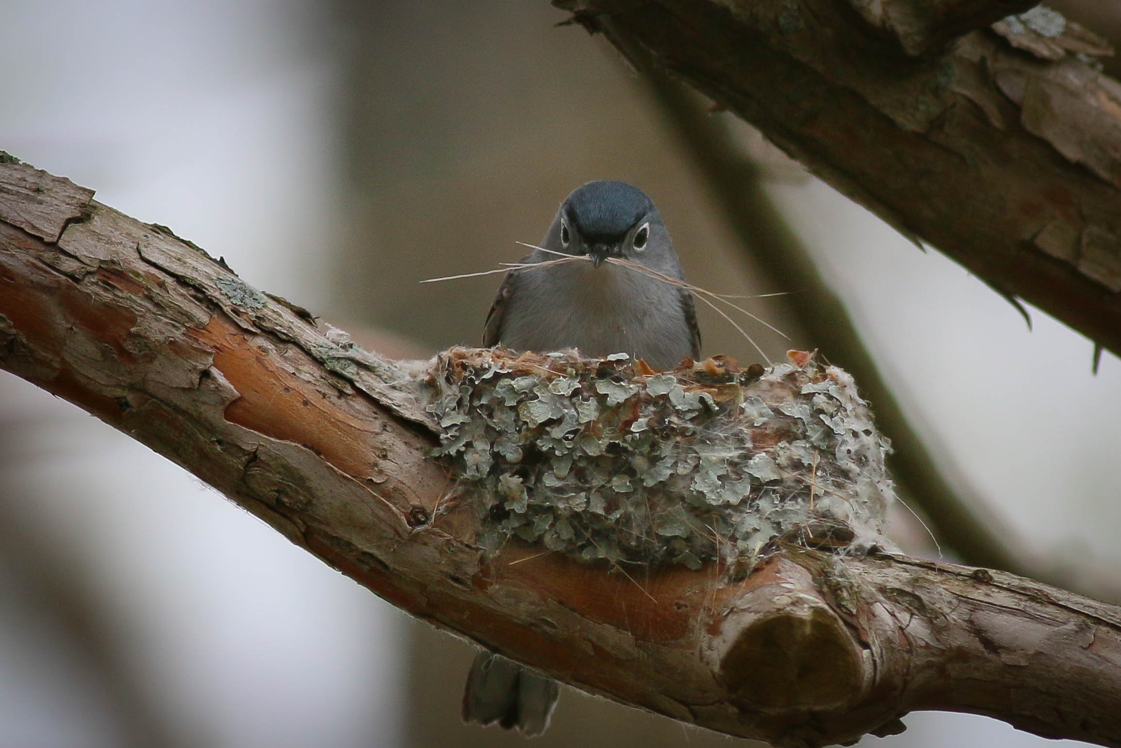 A blue-gray gnatcatcher adds natural materials to its nest.