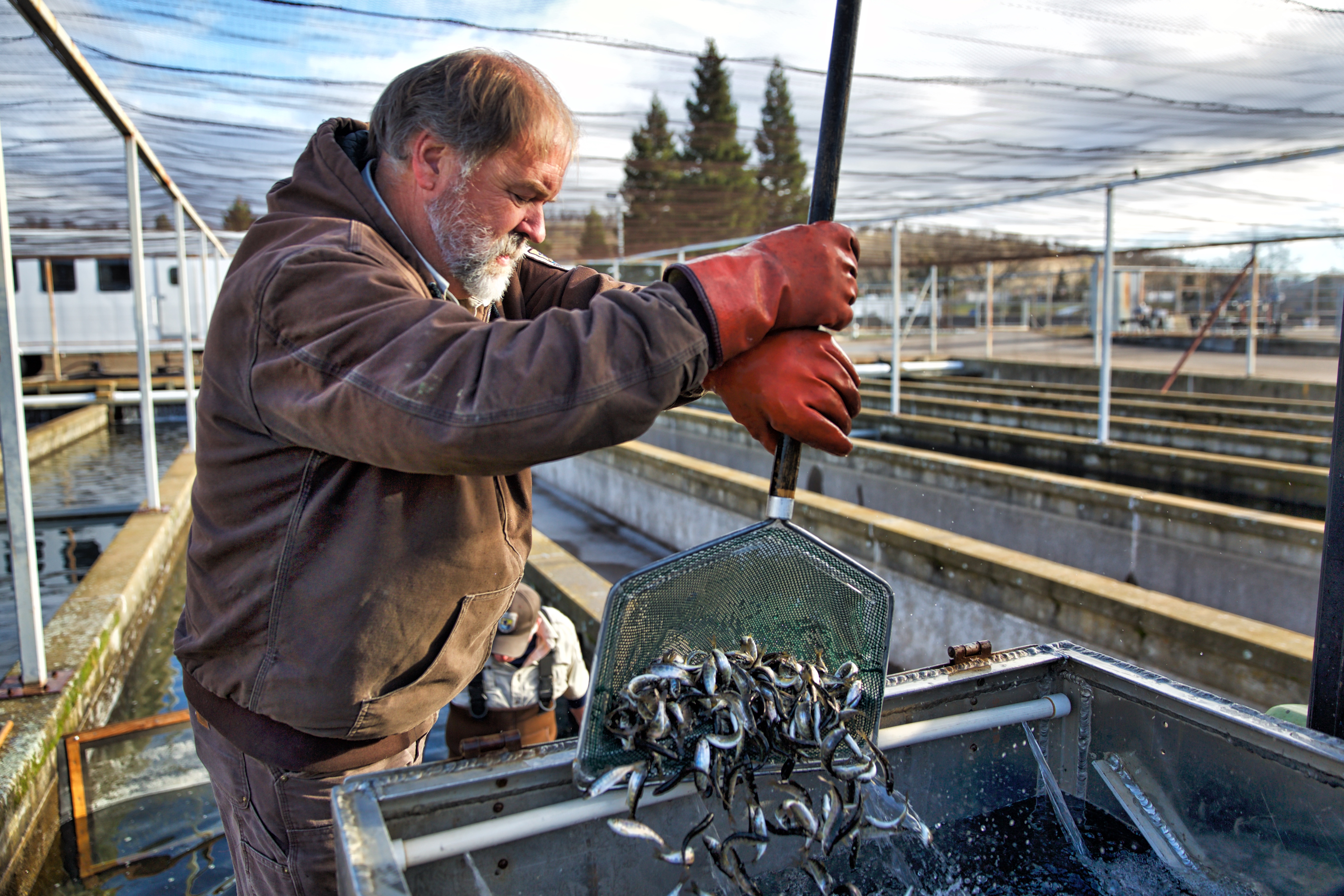 A man uses a net to place a group of juvenile fish into an outdoor tank