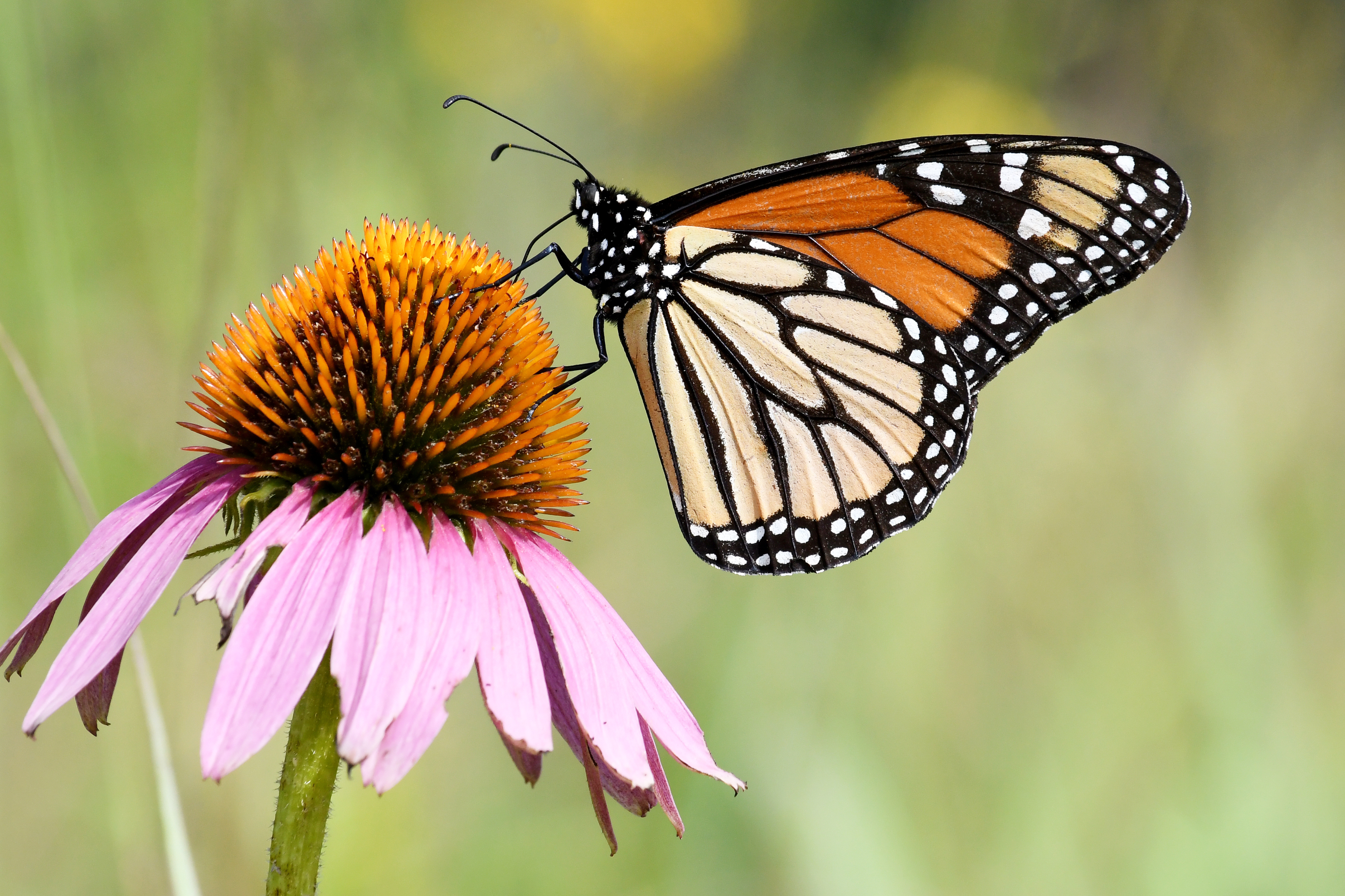 A monarch butterfly sips nectar from a purple coneflower