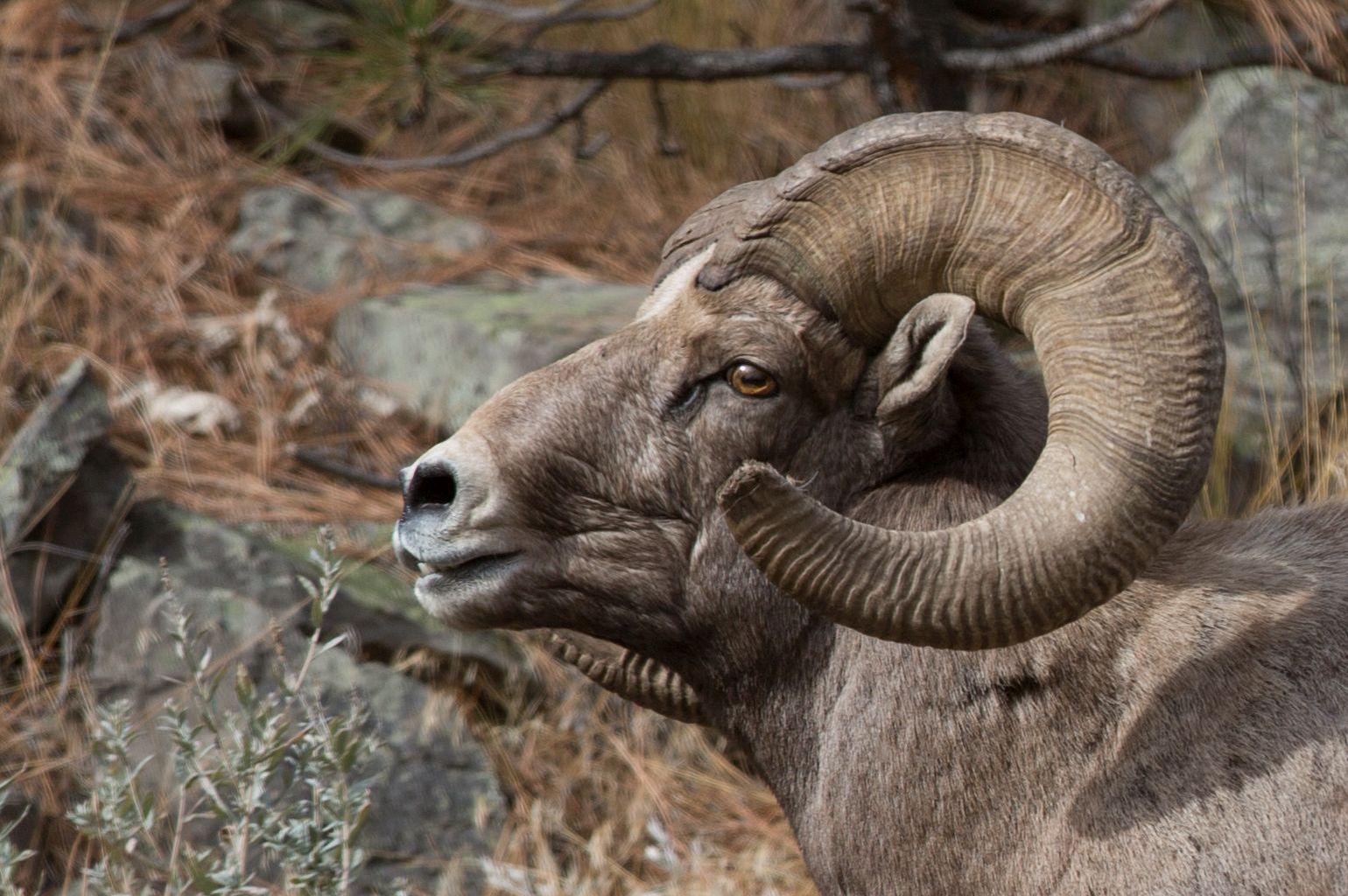 A bighorn sheep at the National Bison Range in Montana 