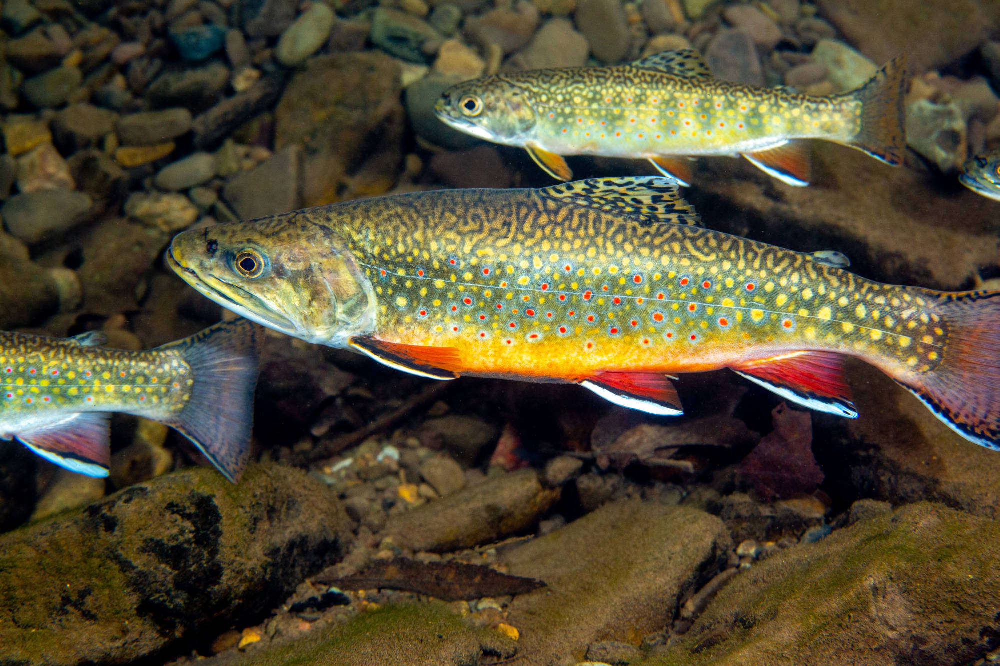 Three fish with red and yellow spots swim above a rocky stream bed. 
