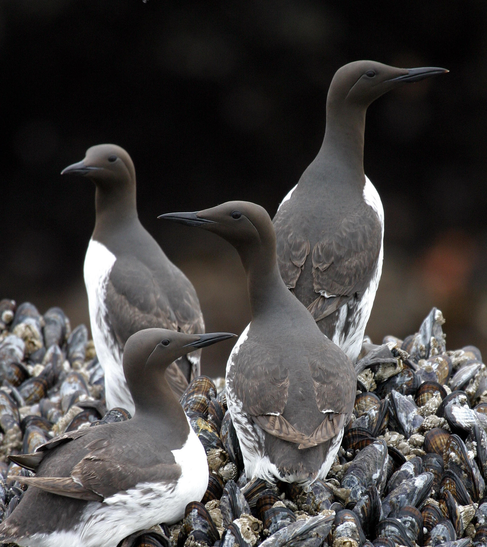 Common Murres | FWS.gov