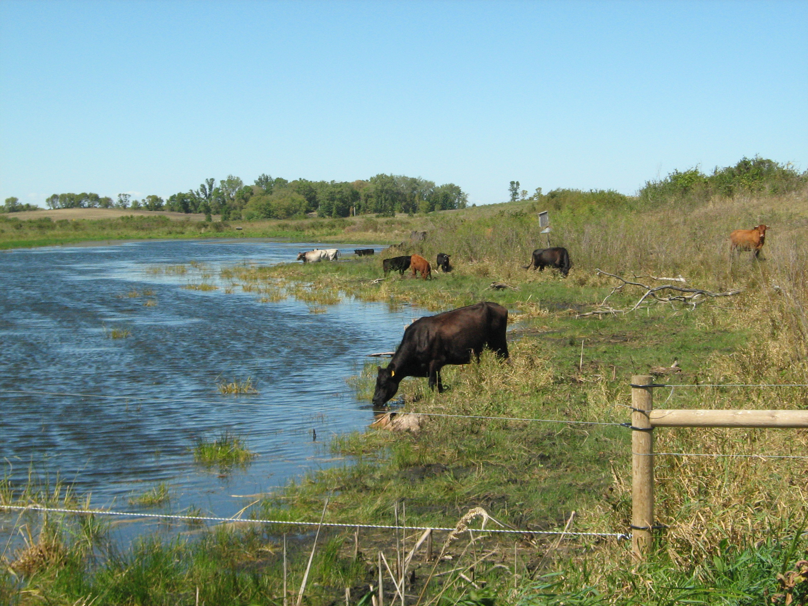 Several cattle grazing at the edge of a prairie and wetland on a sunny day
