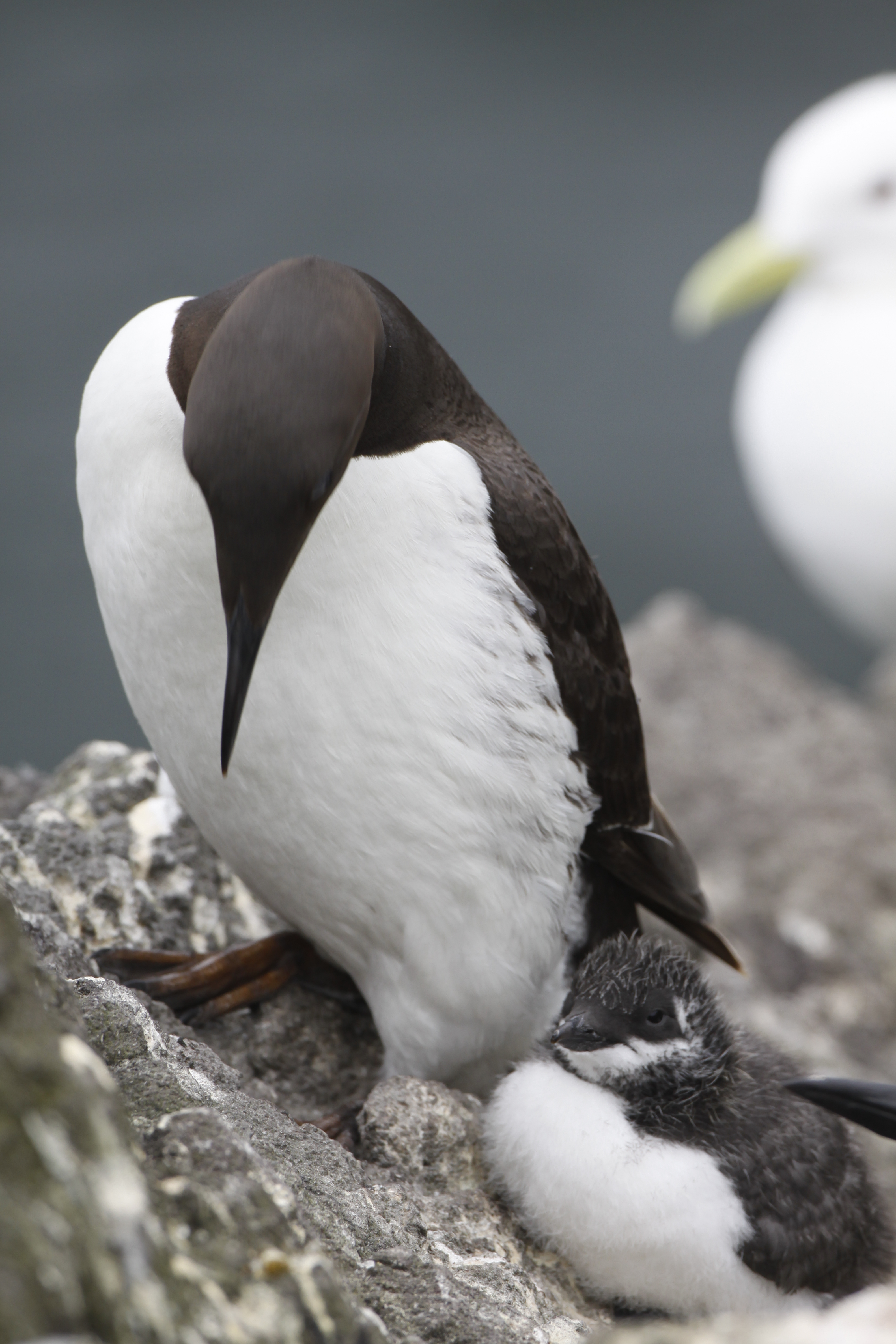 Common Murre and Chick | FWS.gov