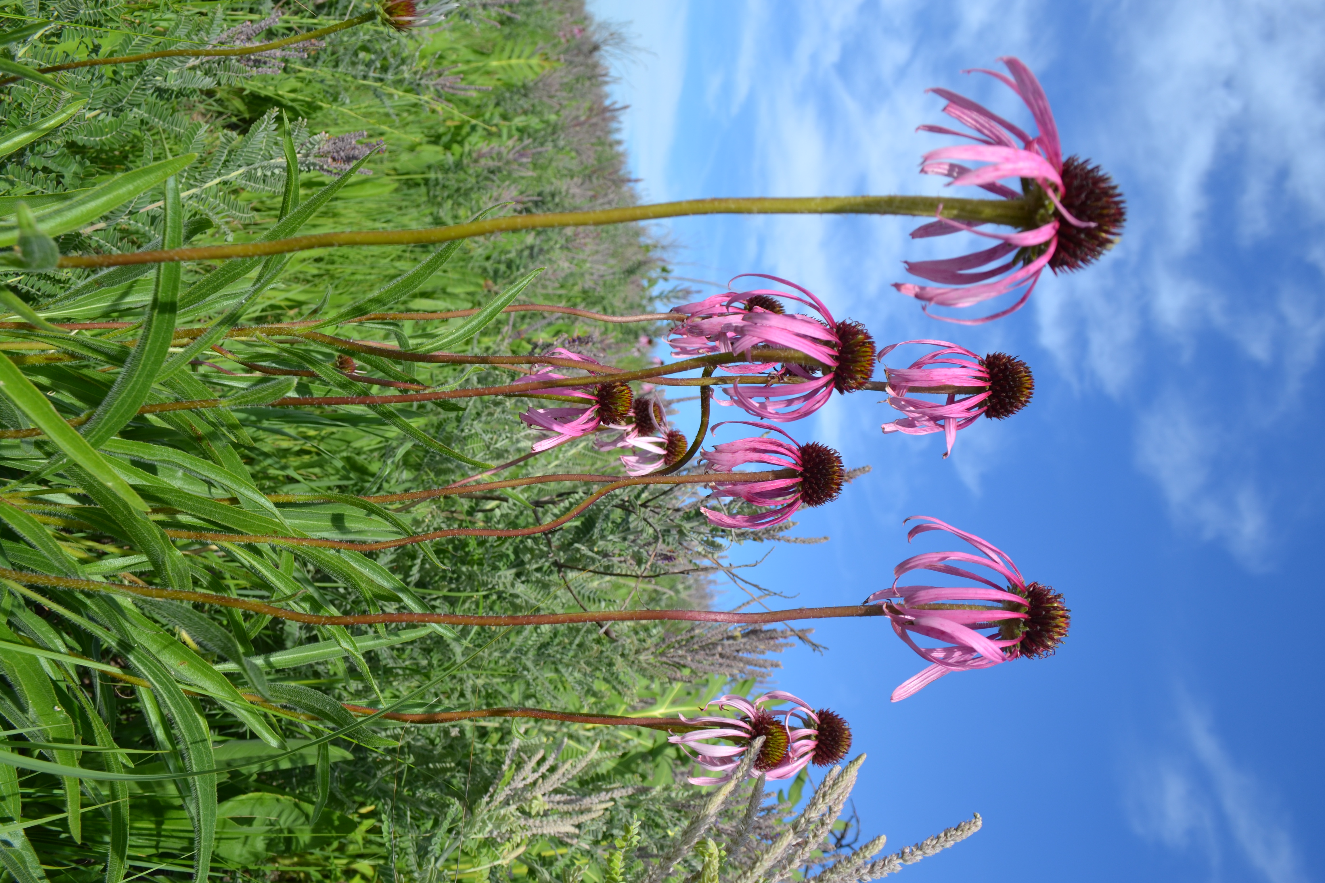 Several pale purple coneflowers blooming on a sunny summer day with leadplant on a prairie hillside