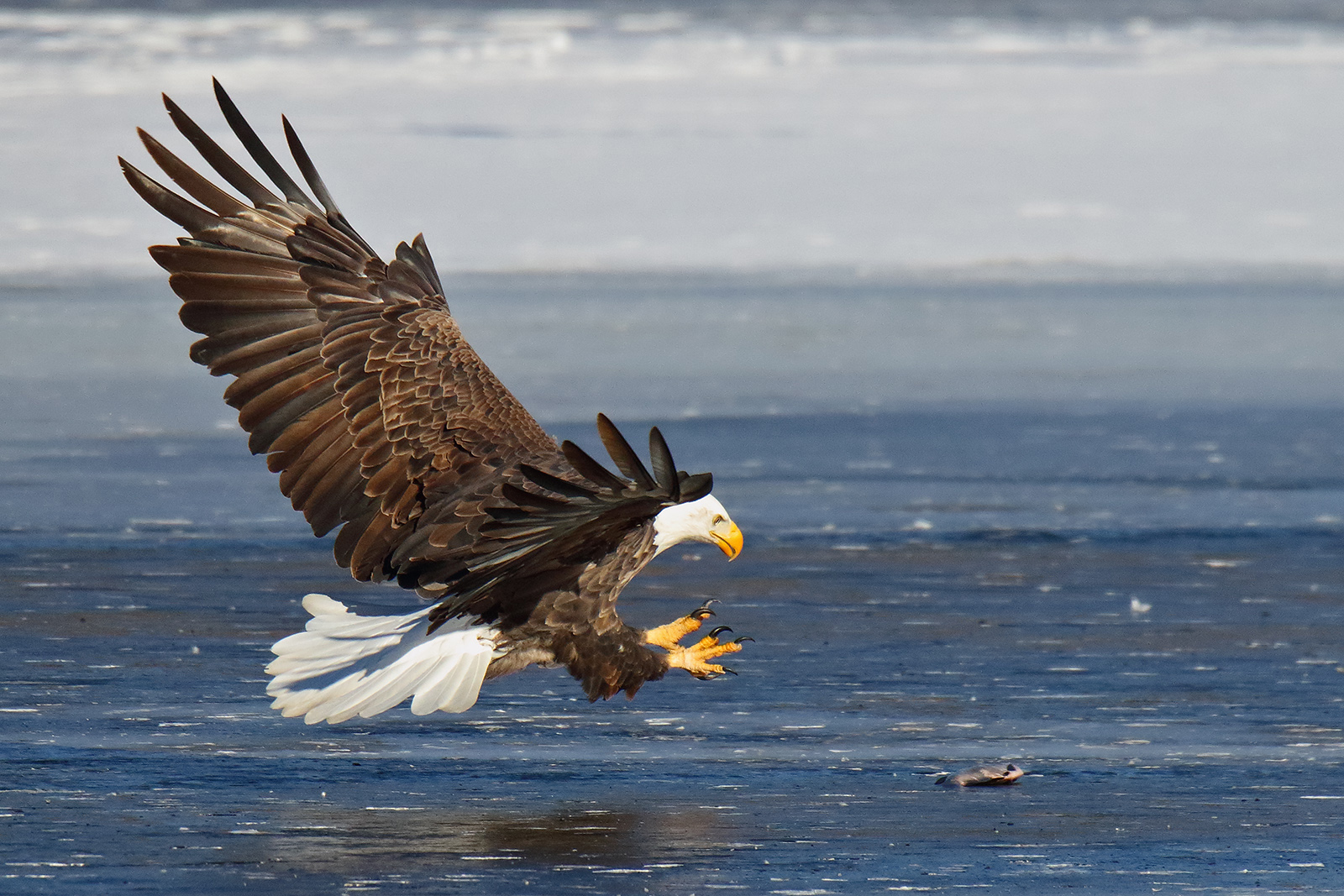Bald eagle fishing on the Fox River in Illinois