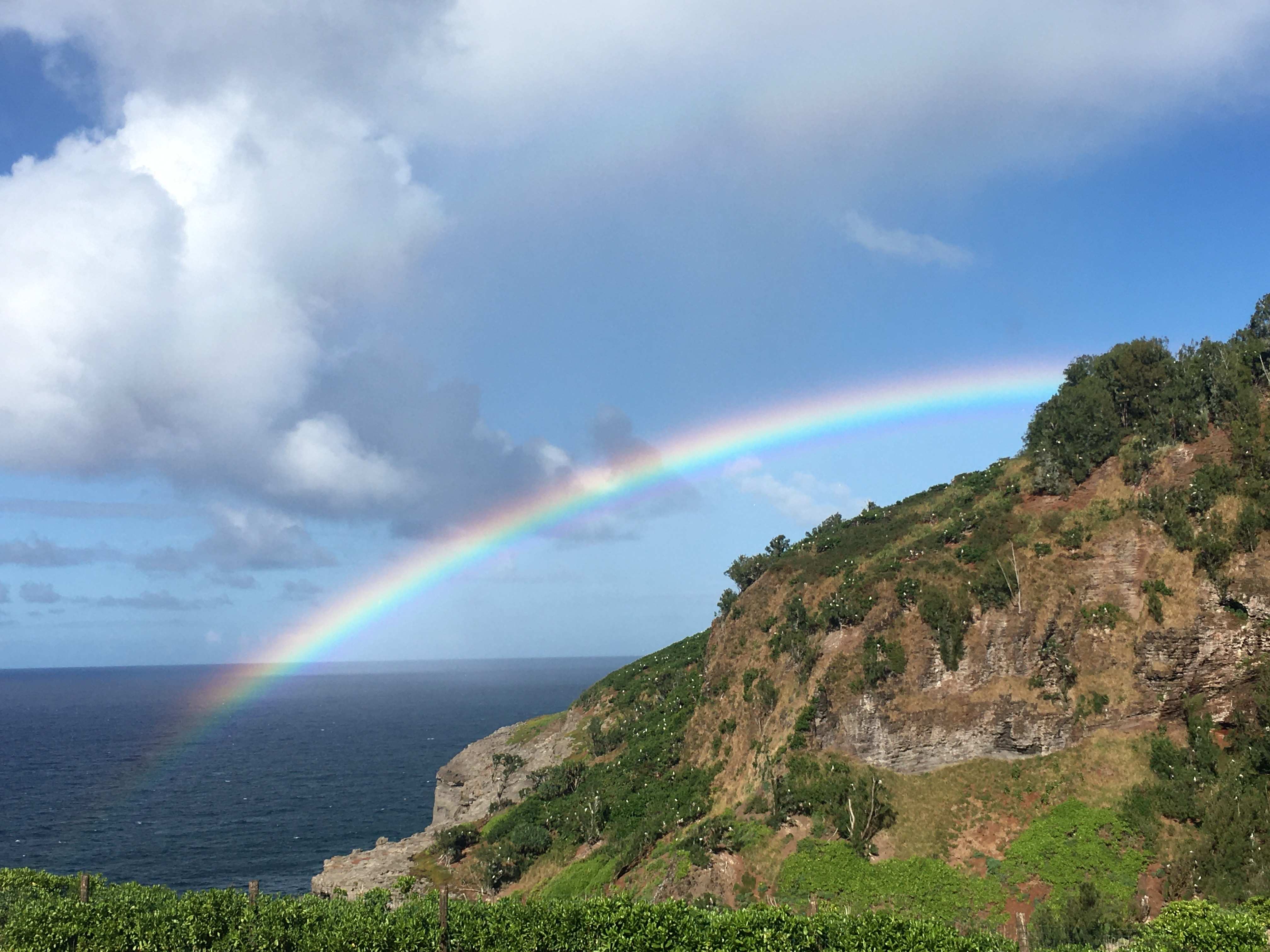 A vibrant rainbow decorates the sky over a sea cliff that is speckled with white seabirds