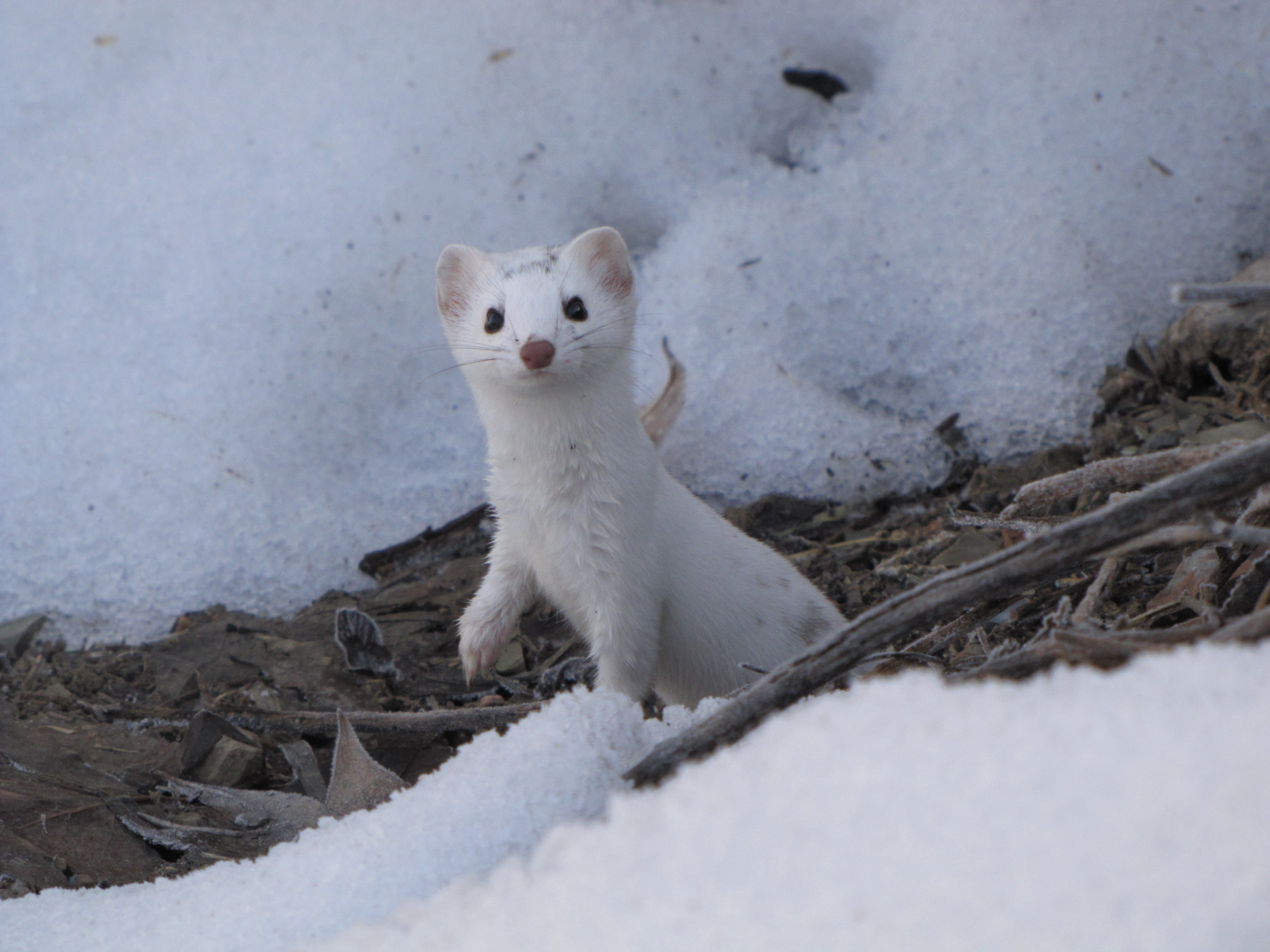A long-tailed weasel blending in with the snow in its white winter coat